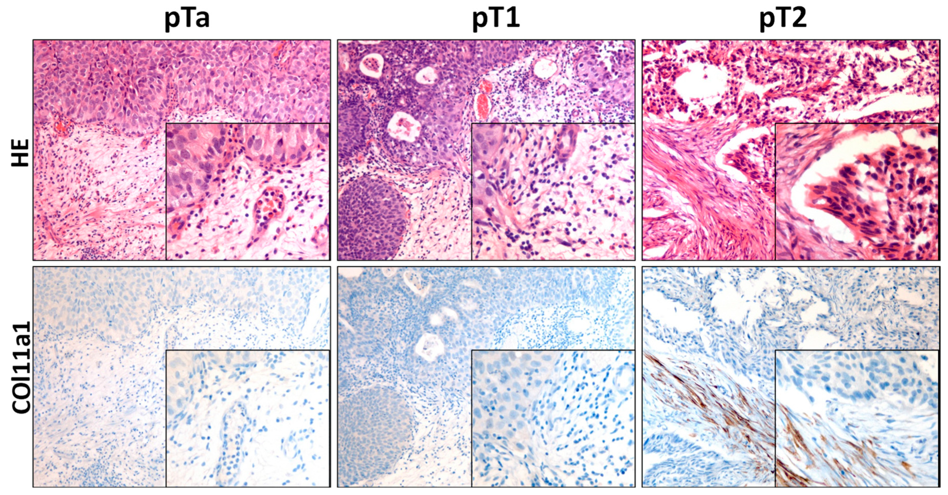 Biomedicines 11 02496 g004