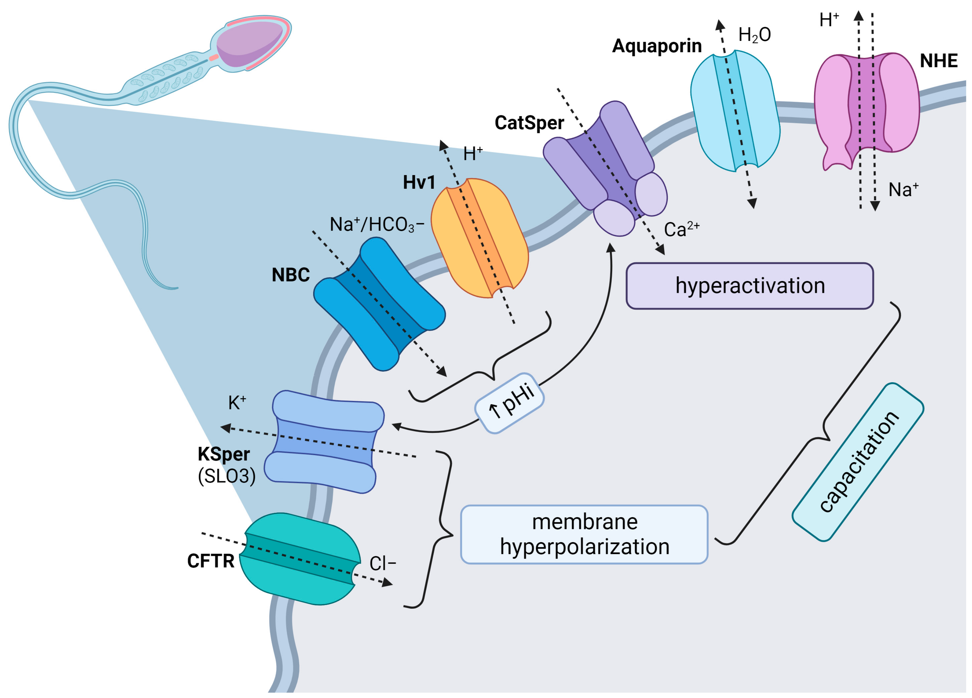 Biomedicines 11 02519 g001
