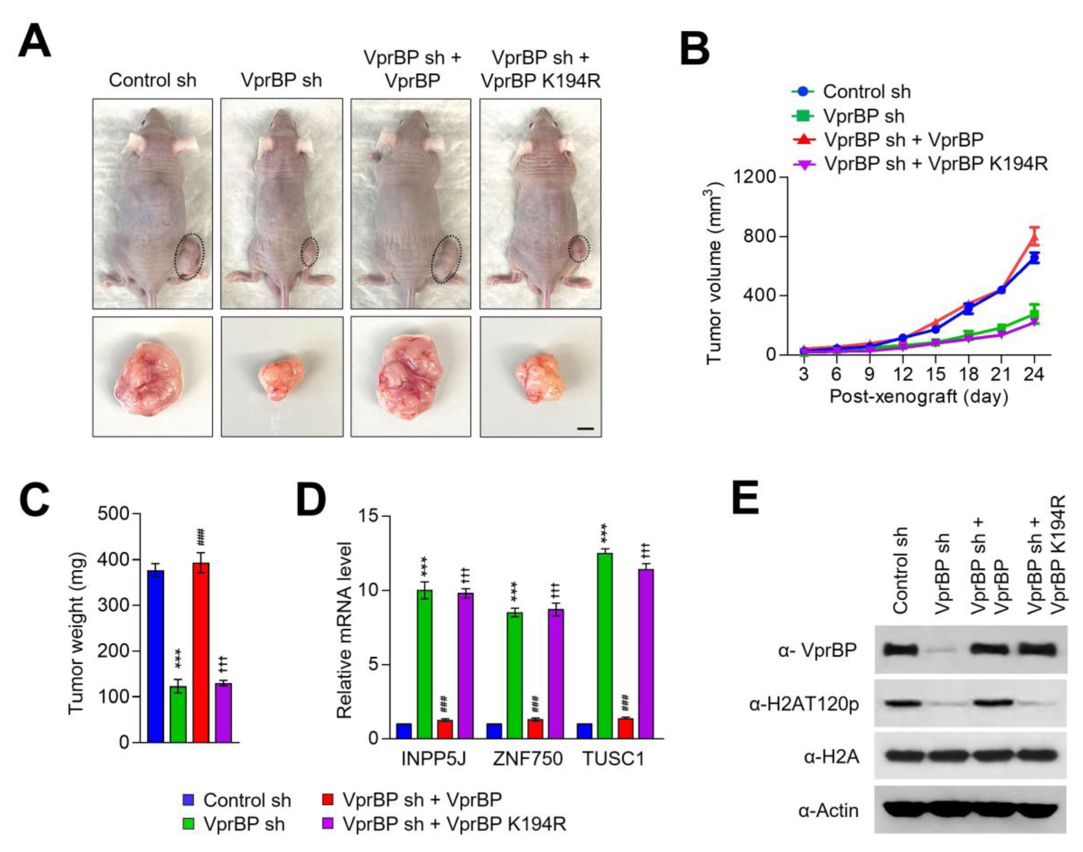 Biomedicines 11 02552 g006 Biomedicines 11 02552 g006