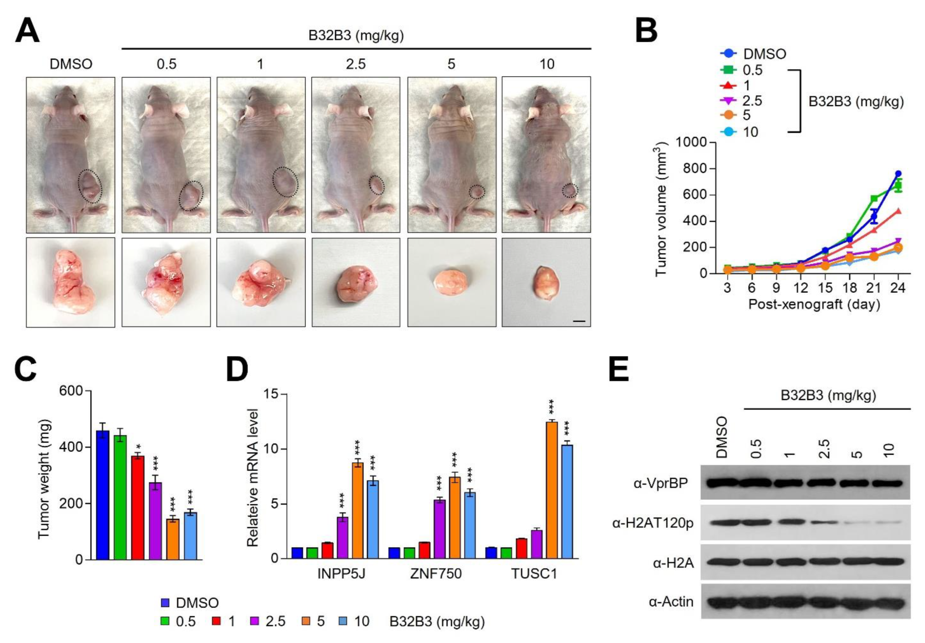 Biomedicines 11 02552 g007 Biomedicines 11 02552 g007