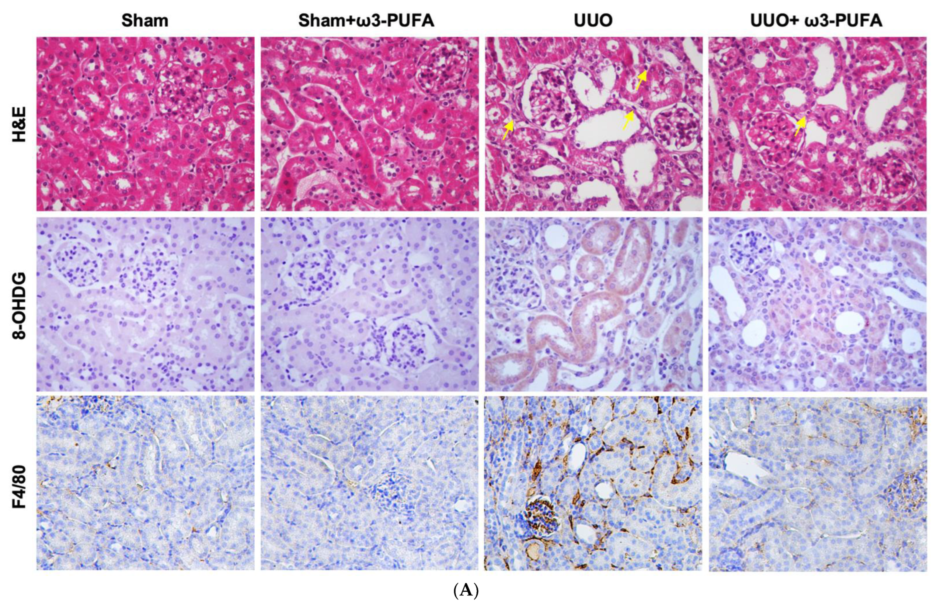 Biomedicines 11 02553 g003a