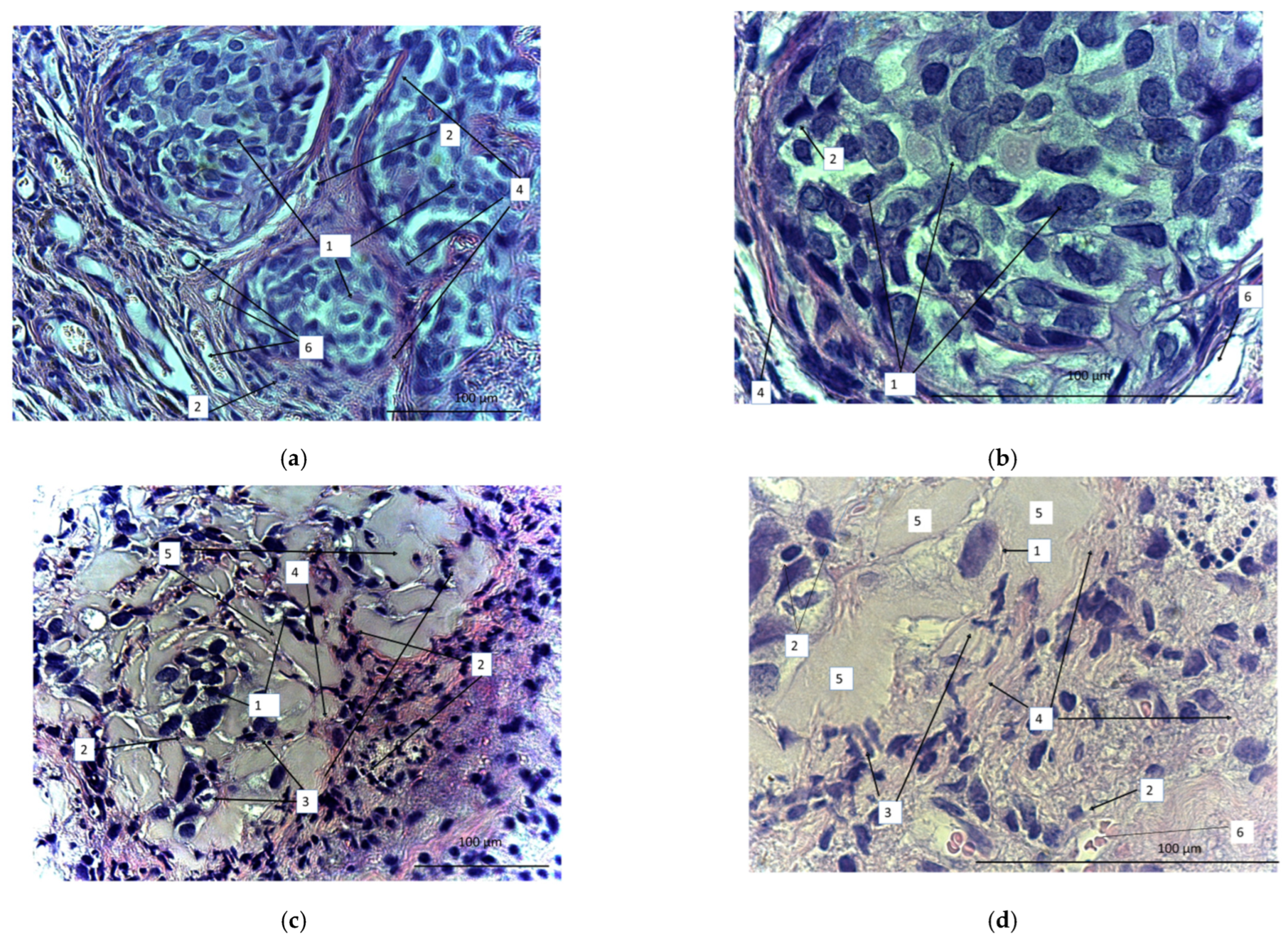 Biomedicines 11 02563 g012