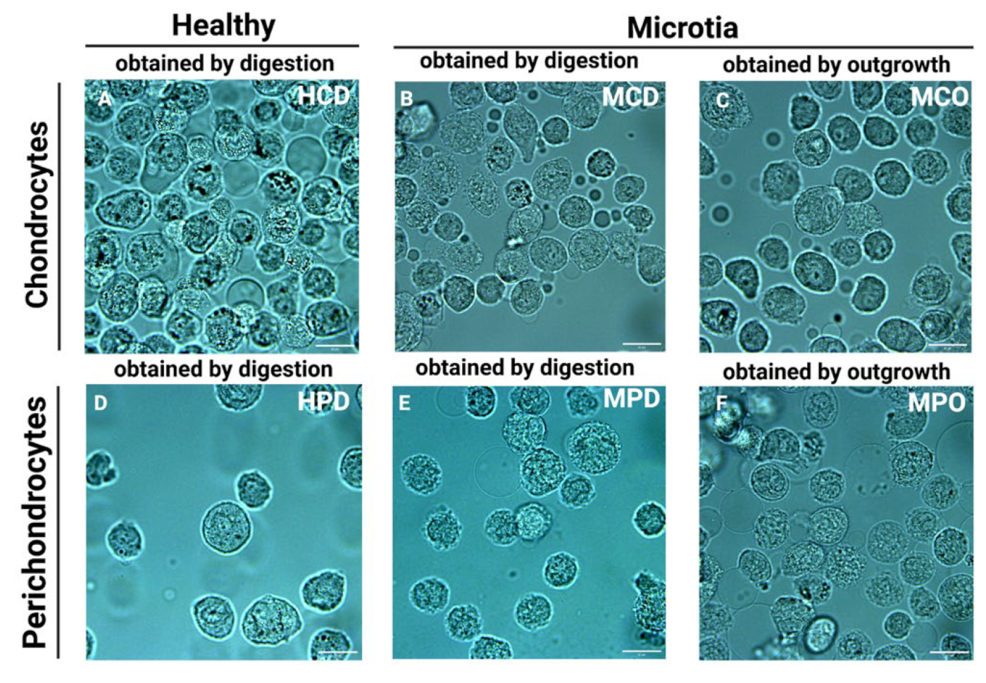 Biomedicines 11 02588 g002