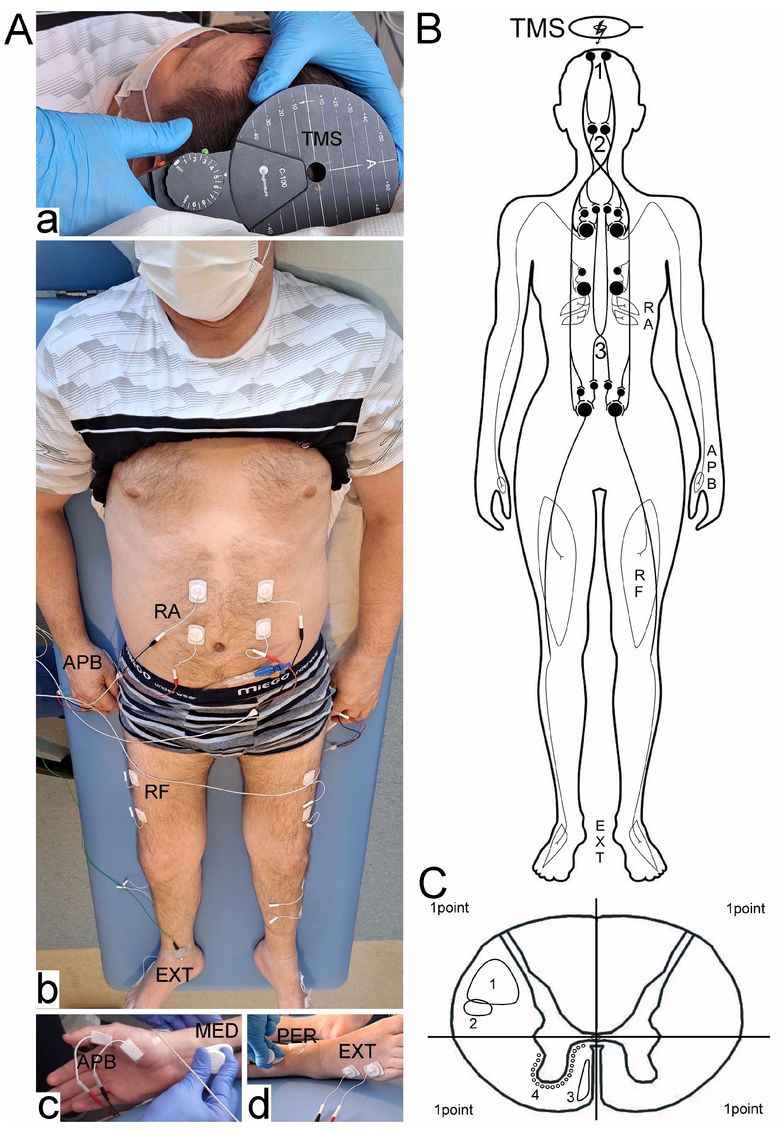 Biomedicines 11 02602 g001