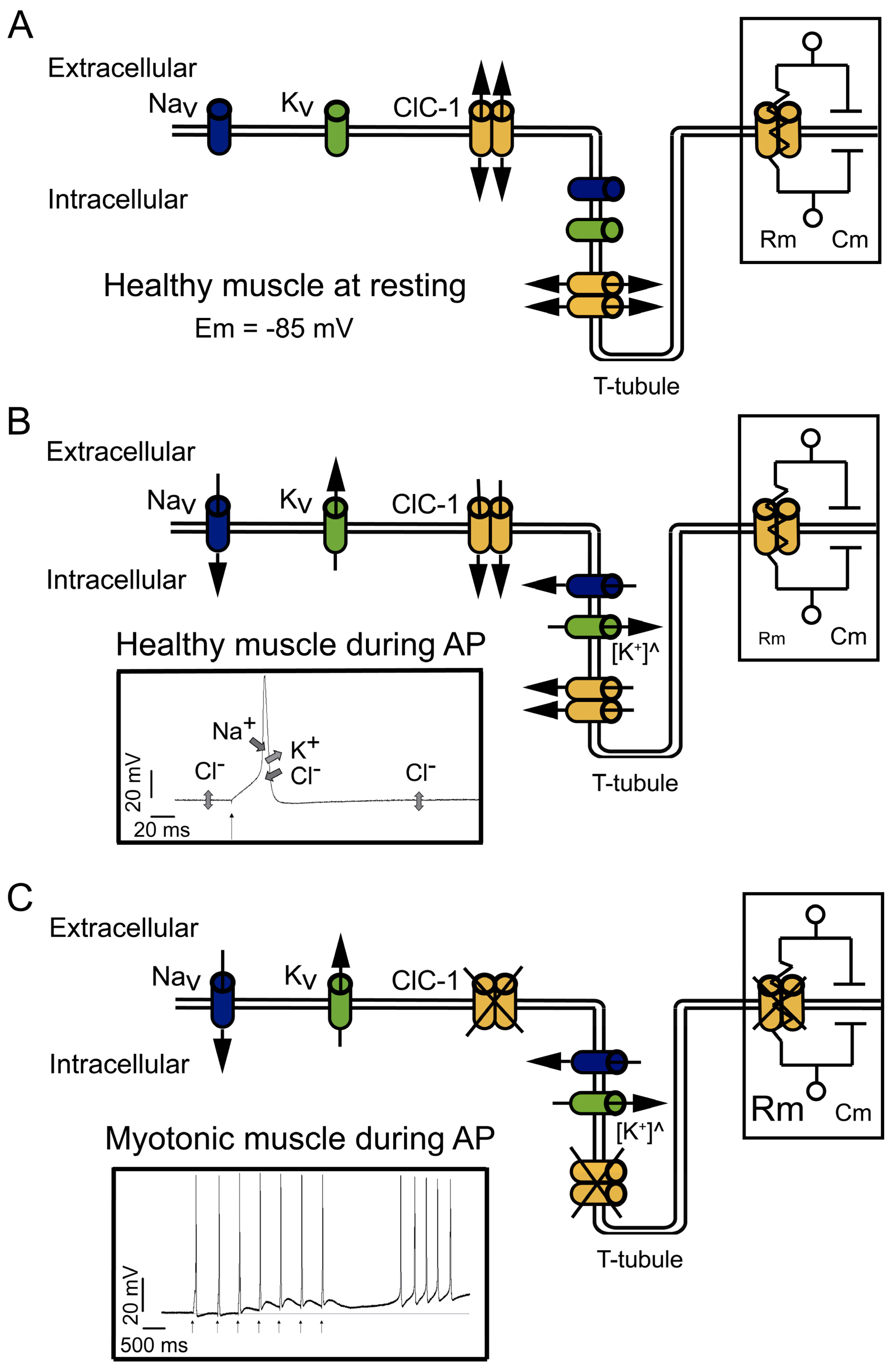 Biomedicines 11 02622 g001