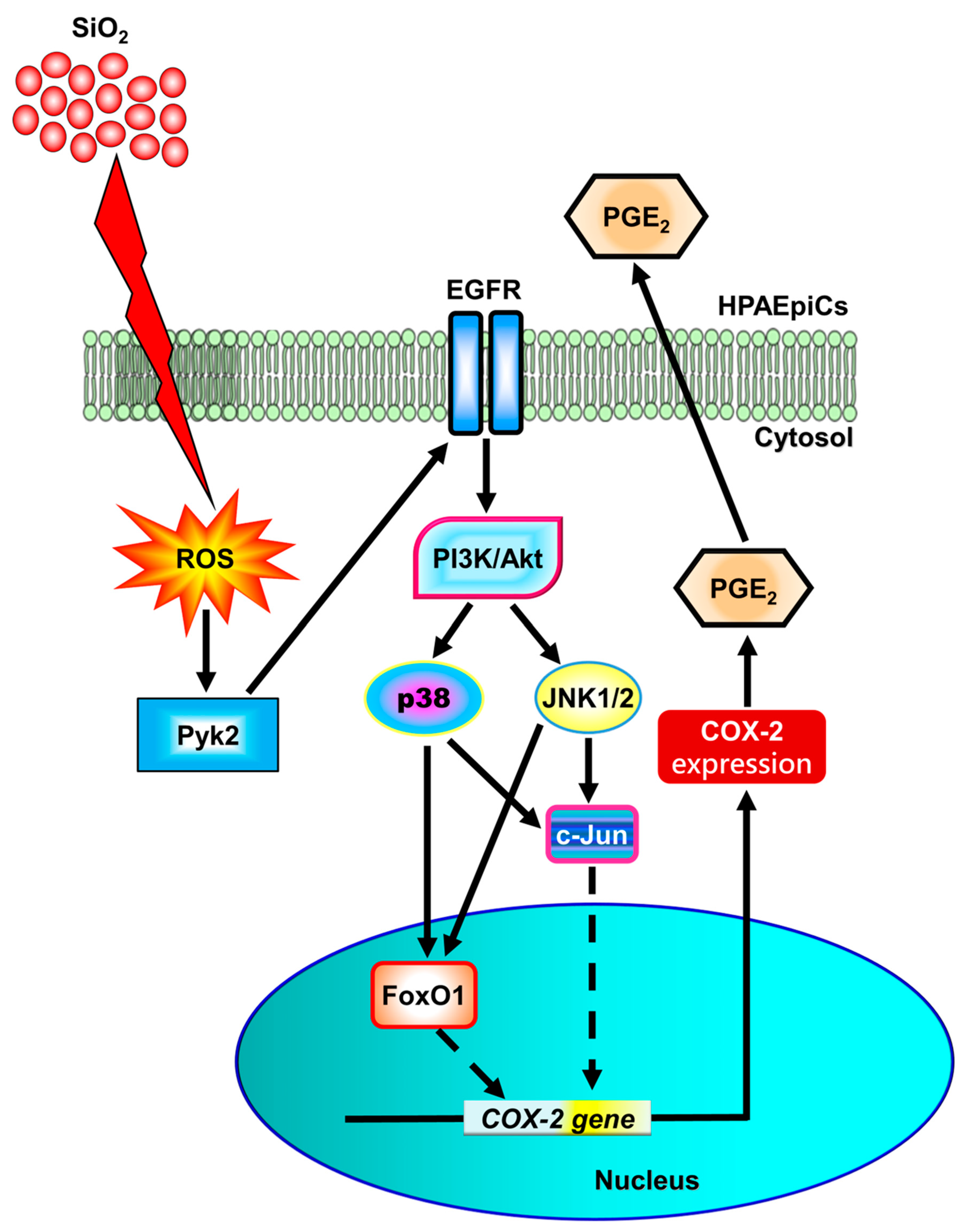 Biomedicines 11 02628 g011