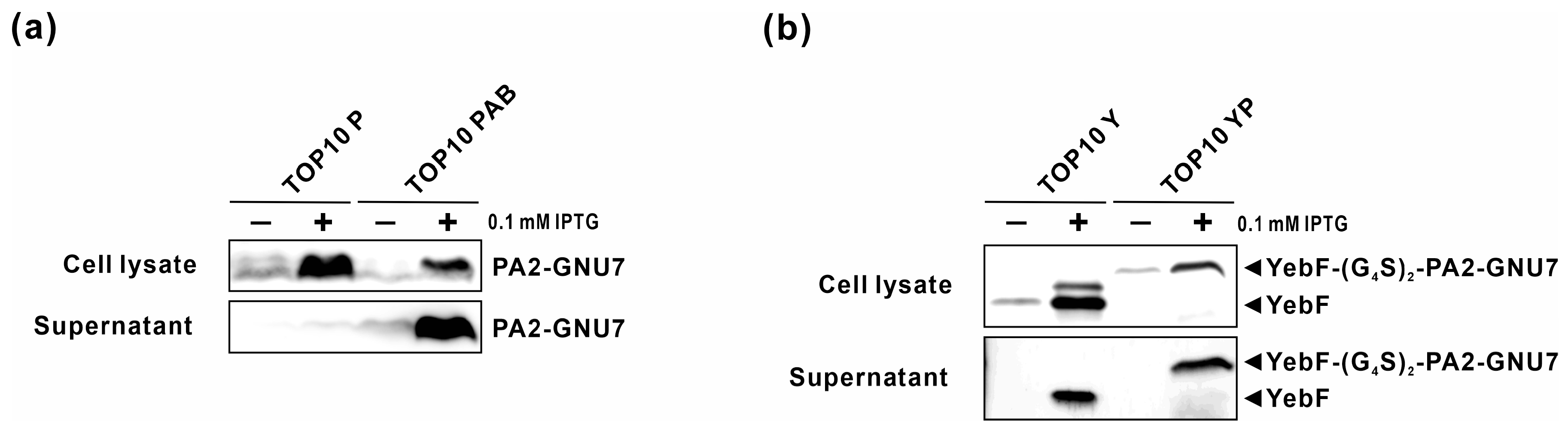 Biomedicines 11 02645 g003