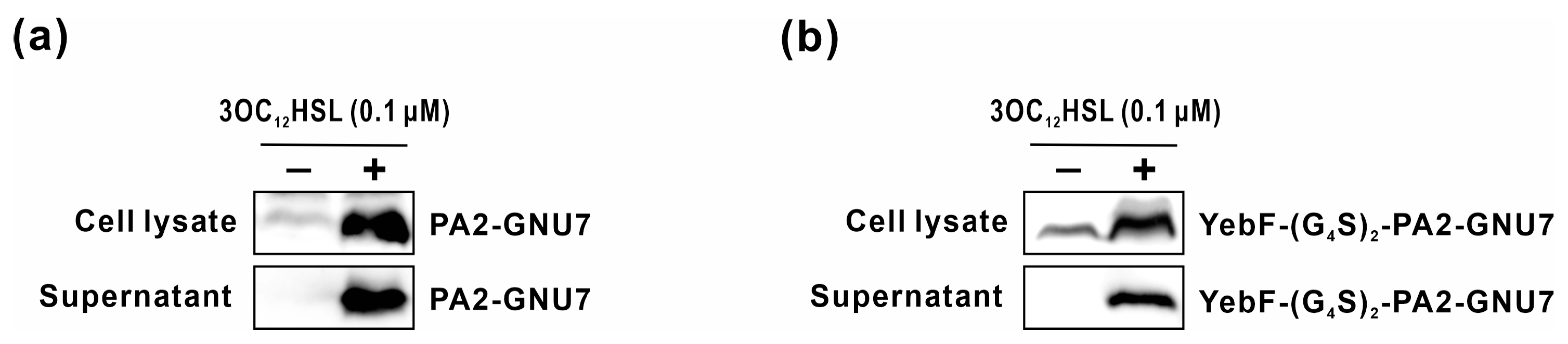 Biomedicines 11 02645 g004