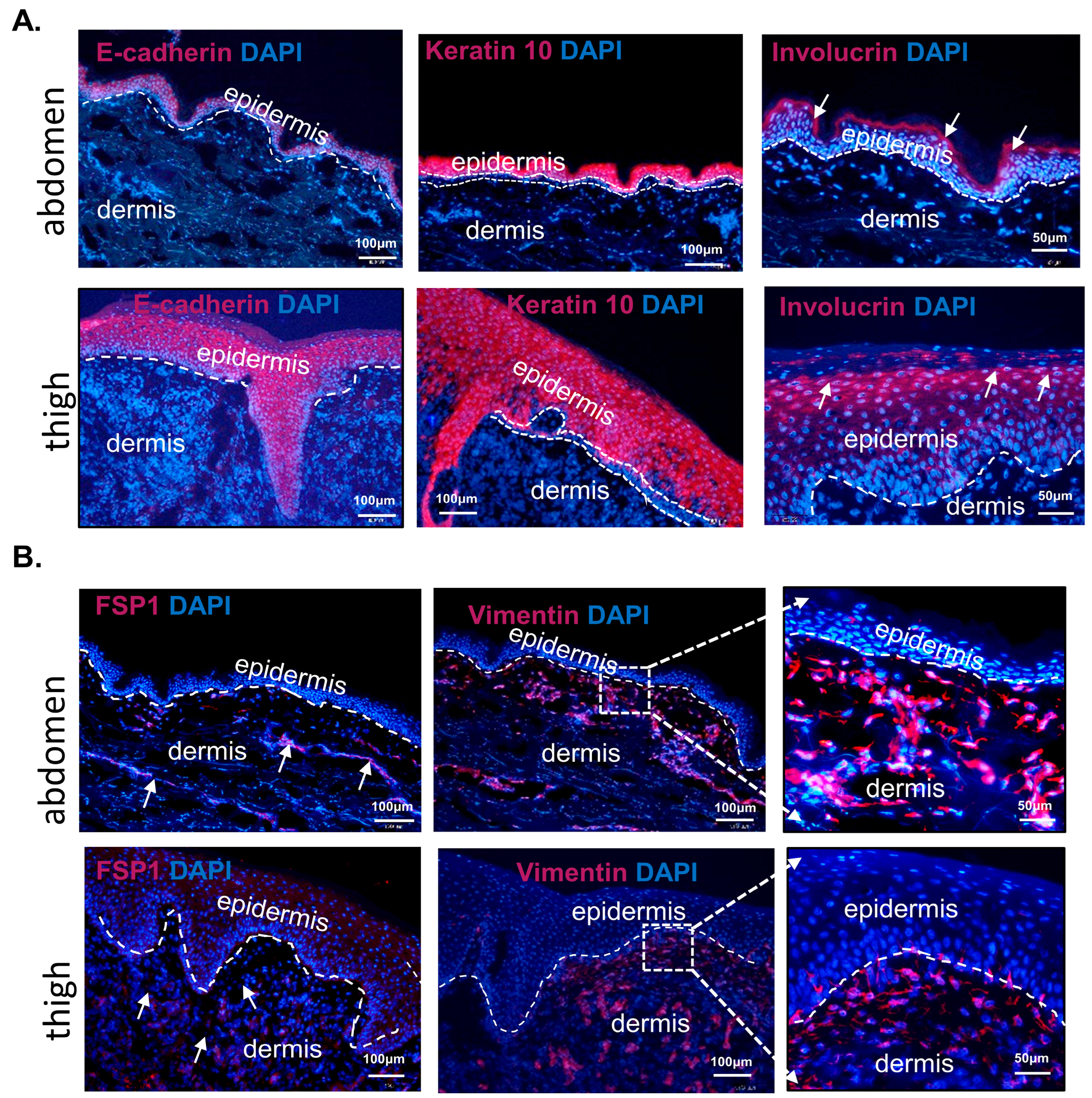 Biomedicines 11 02653 g002