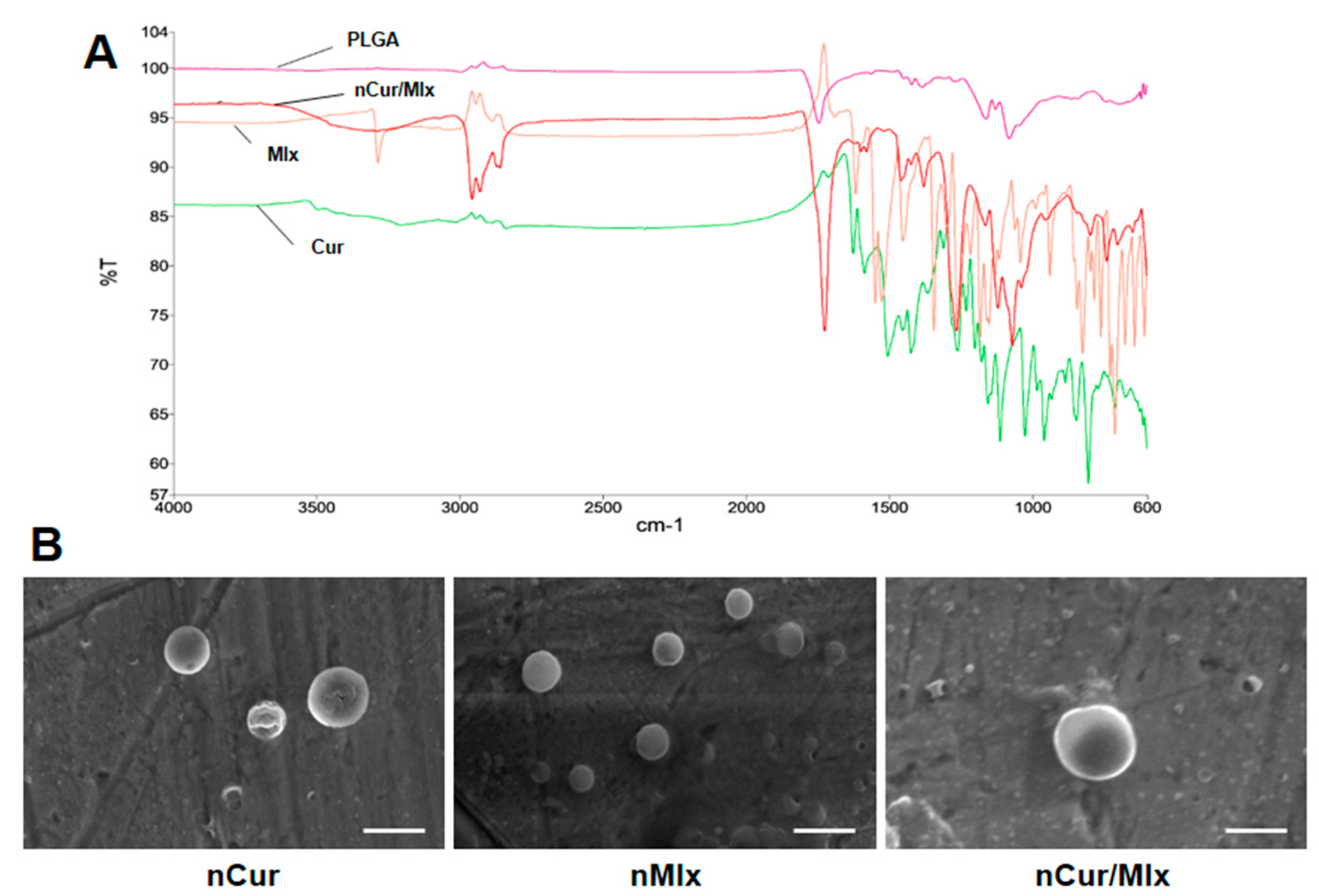 Biomedicines 11 02662 g002