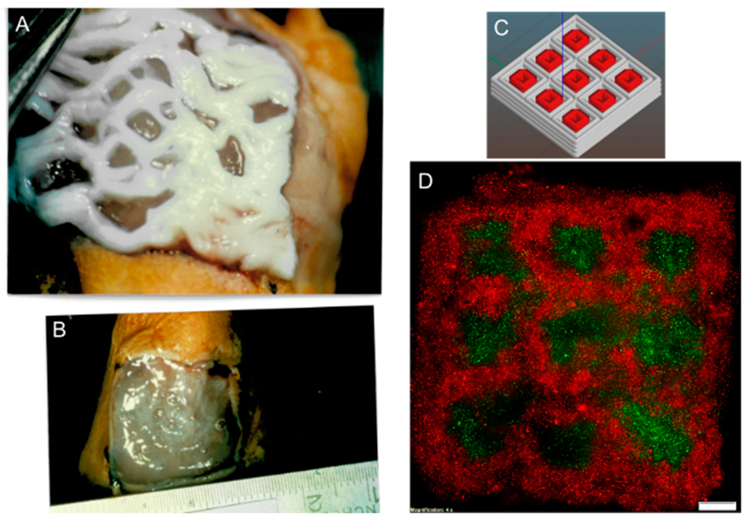 Biomedicines 11 02678 g007