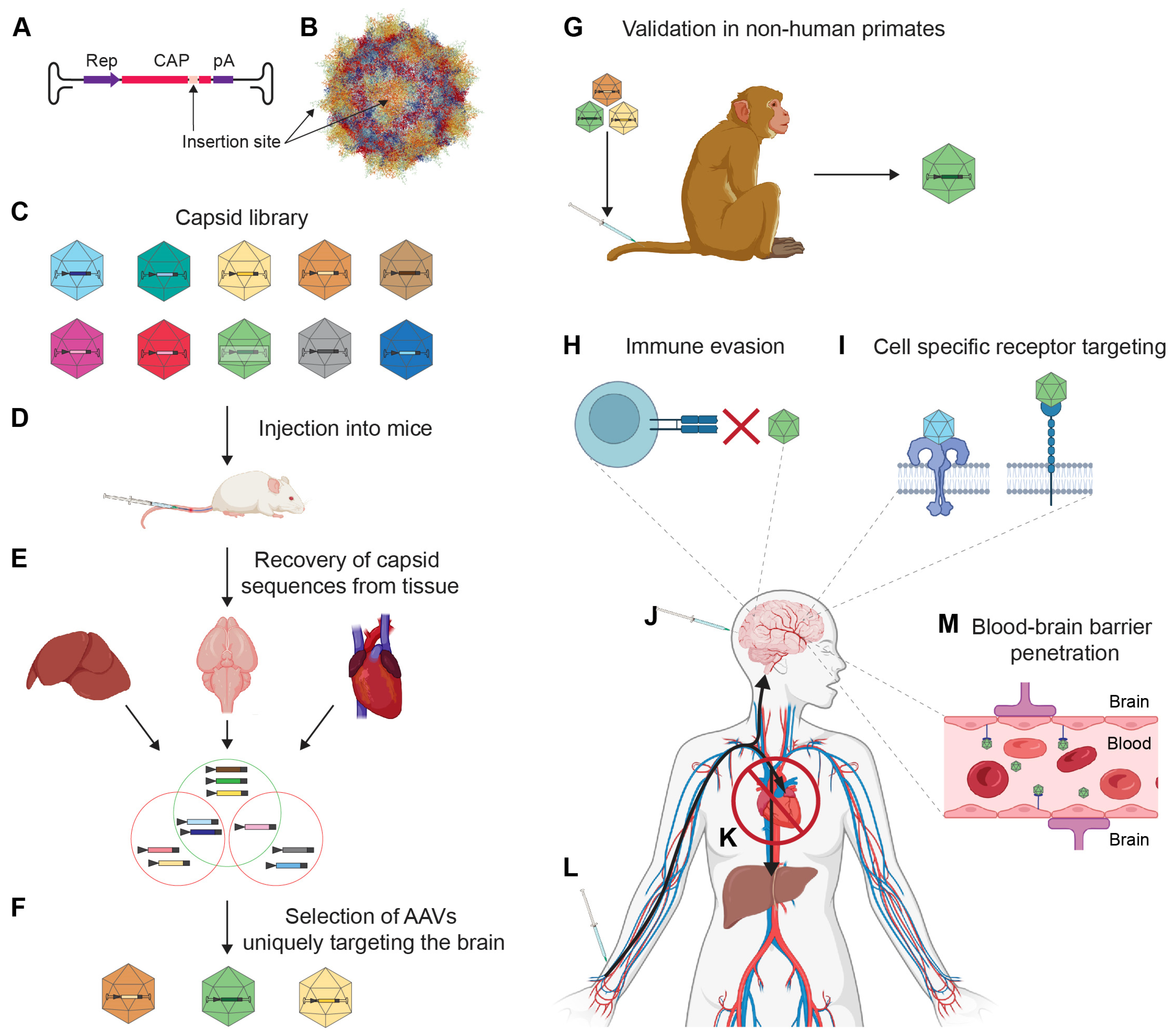 Biomedicines 11 02725 g002