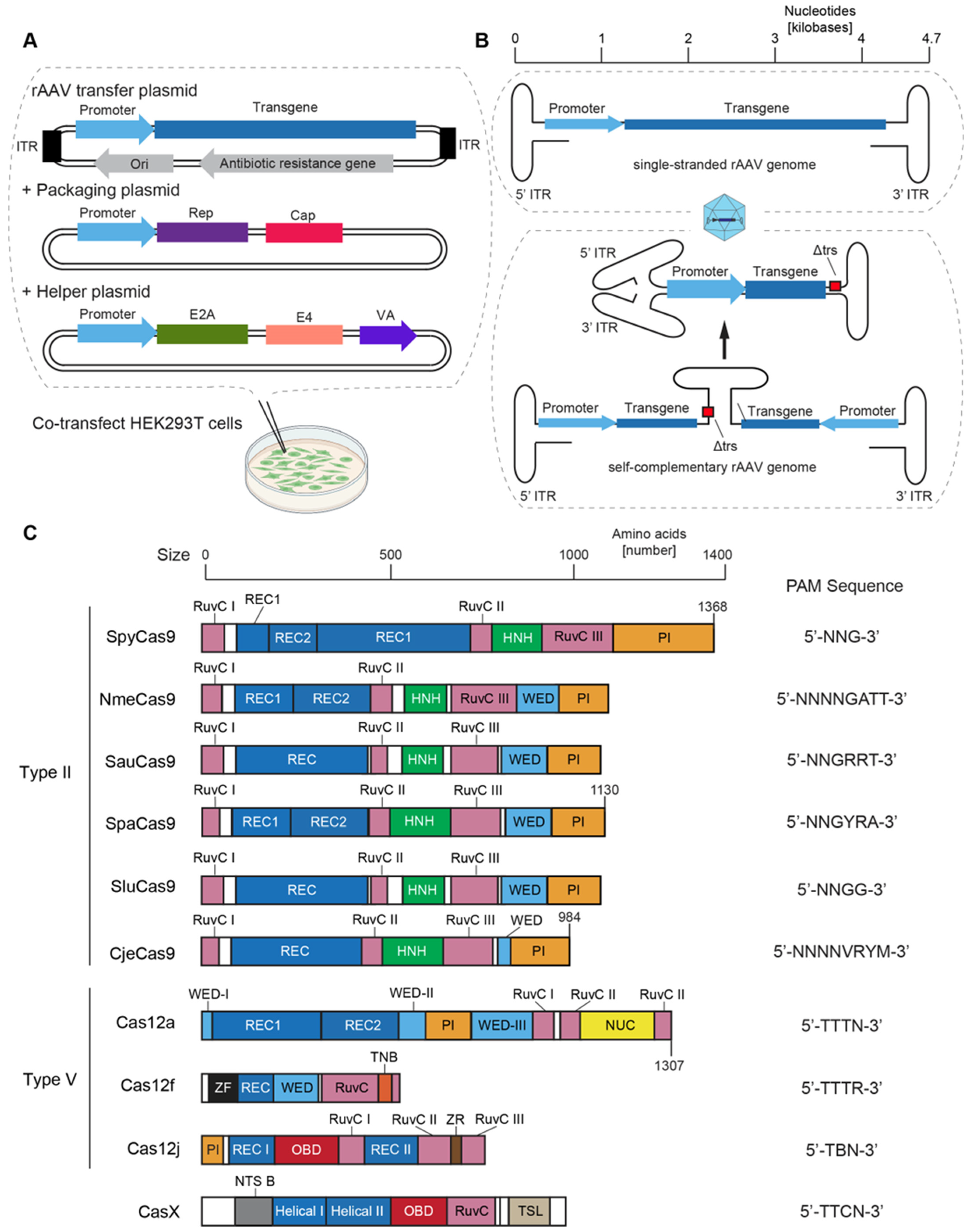 Biomedicines 11 02725 g003