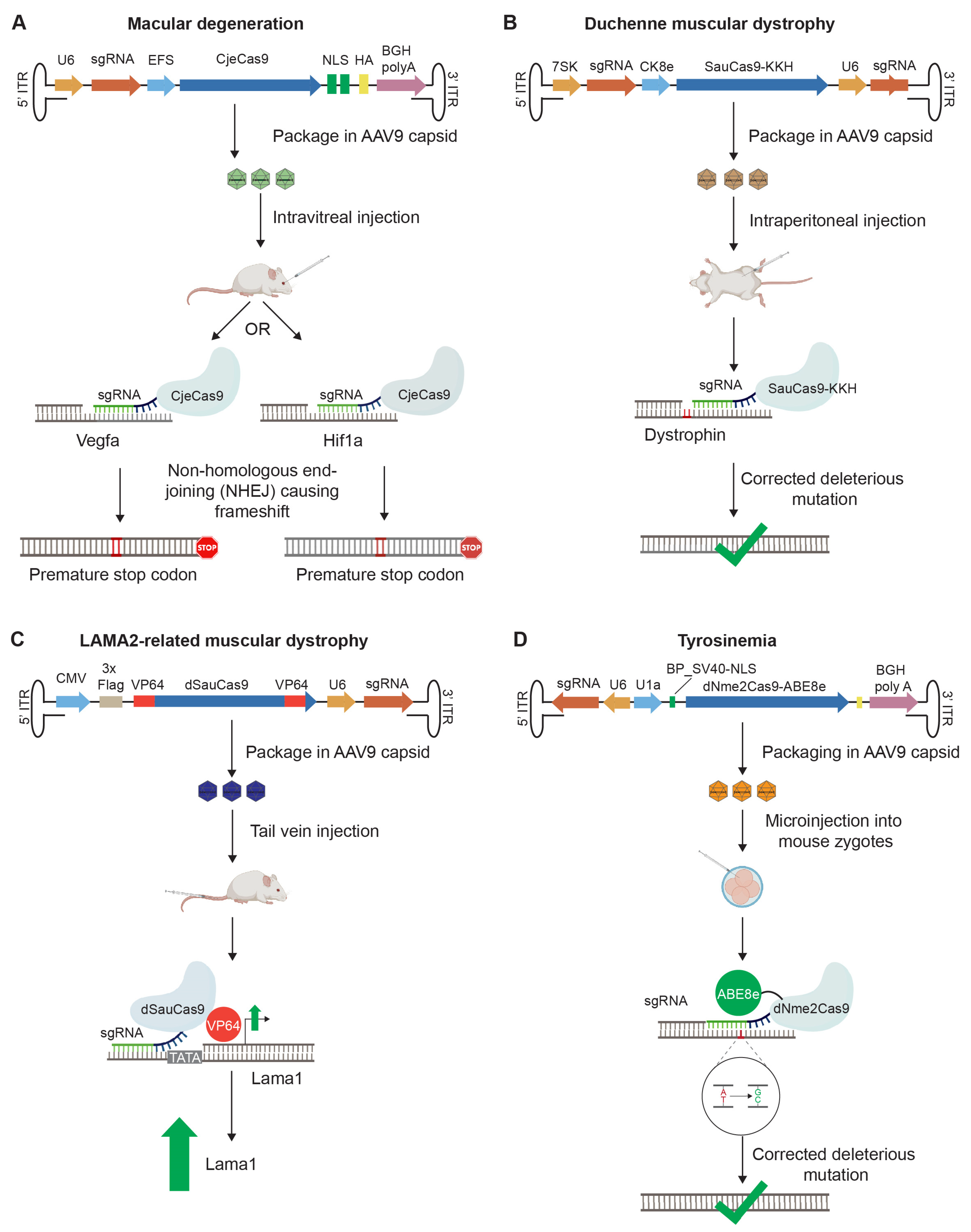 Biomedicines 11 02725 g004