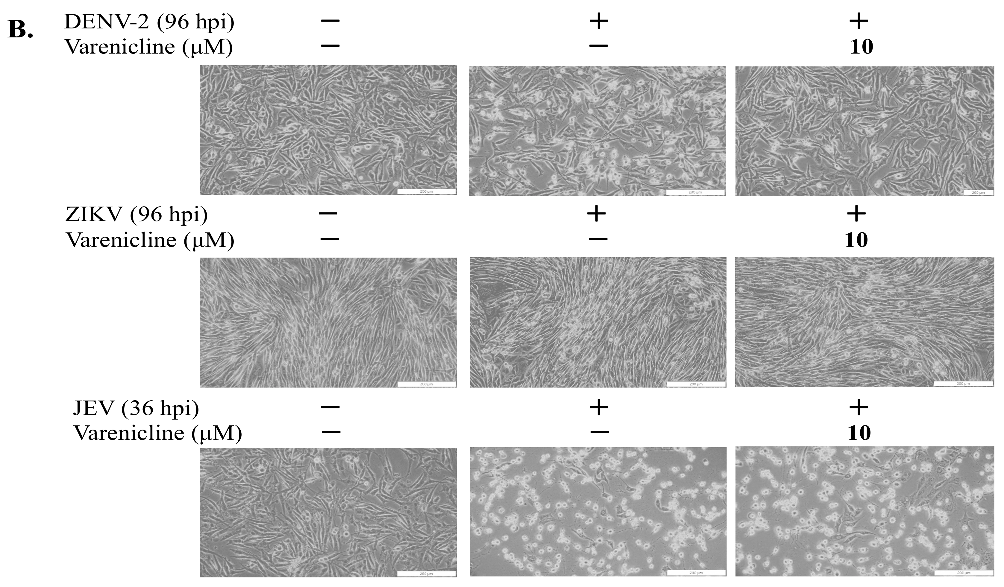 Biomedicines 11 02754 g001b