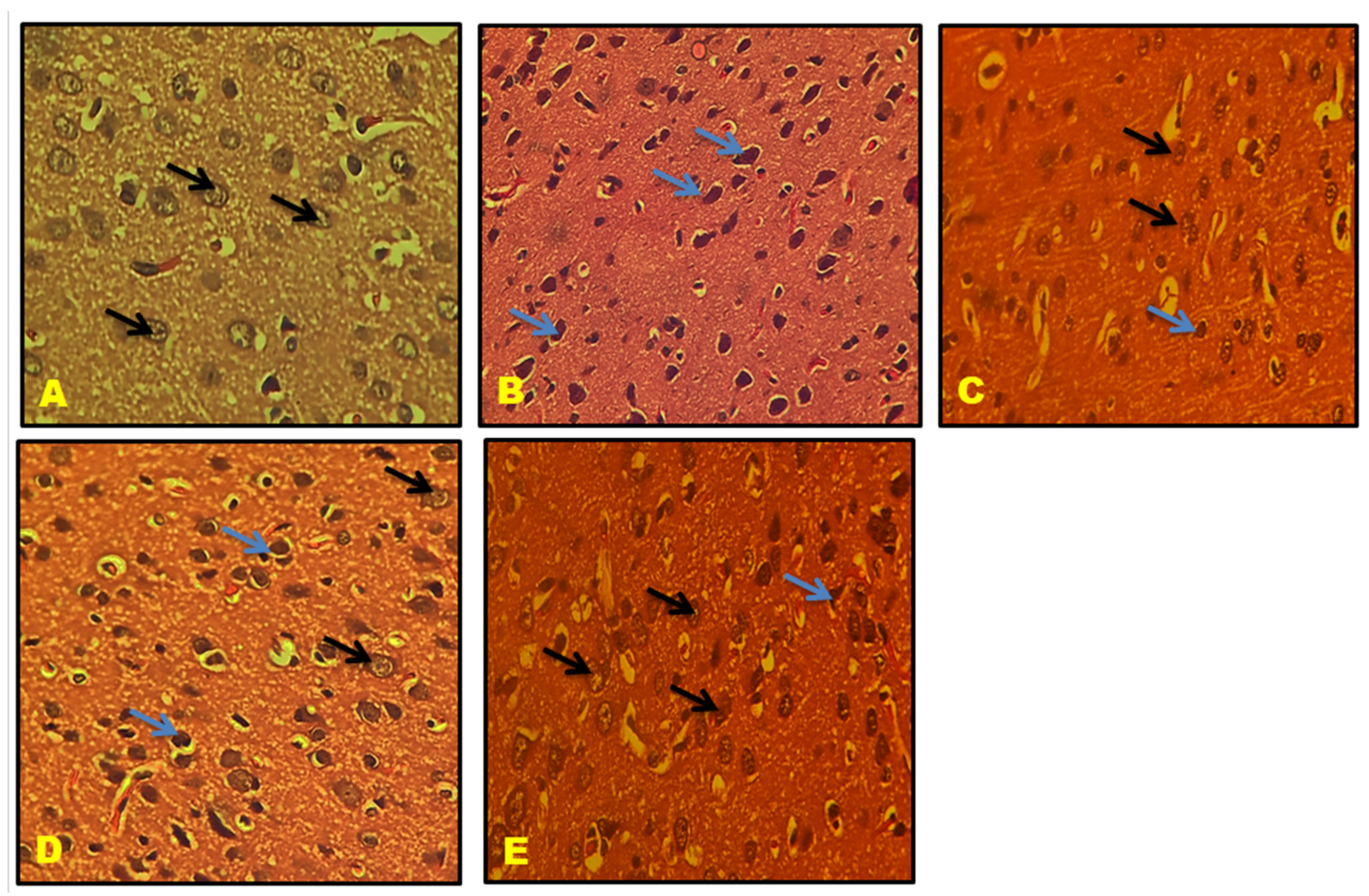 Biomedicines 11 02756 g021