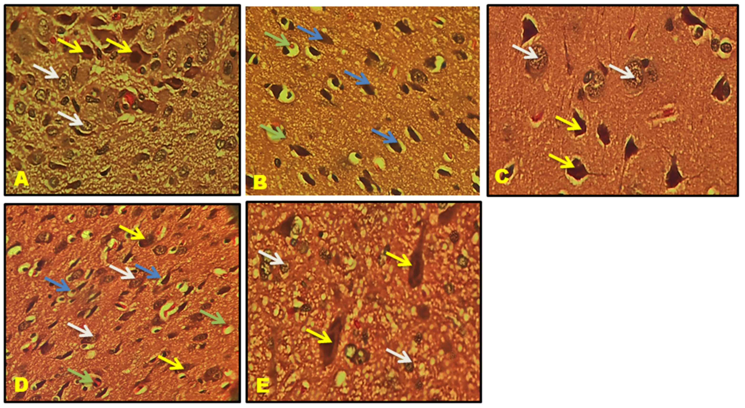 Biomedicines 11 02756 g022