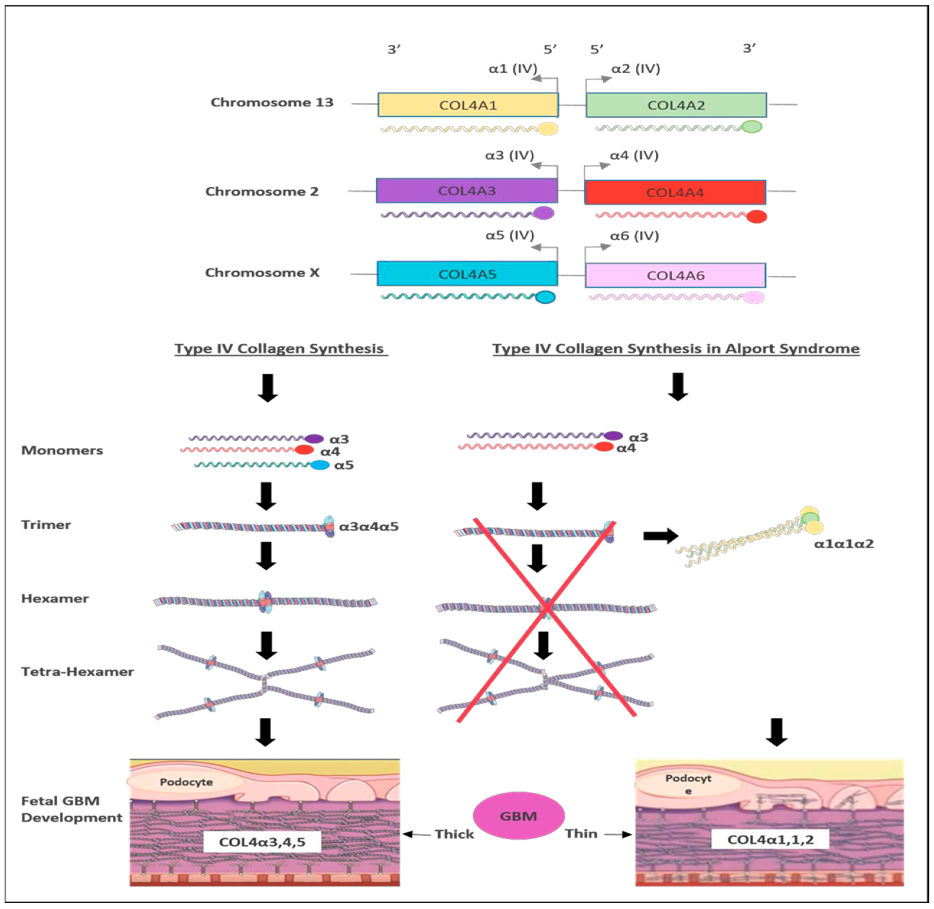 Biomedicines 11 02762 g003 Biomedicines 11 02762 g003