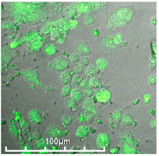 Biomedicines 11 02769 i001