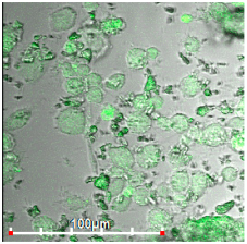 Biomedicines 11 02769 i002