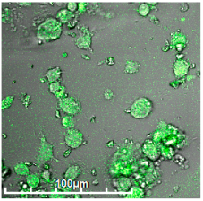 Biomedicines 11 02769 i003