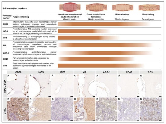 Biomedicines 11 02781 g002