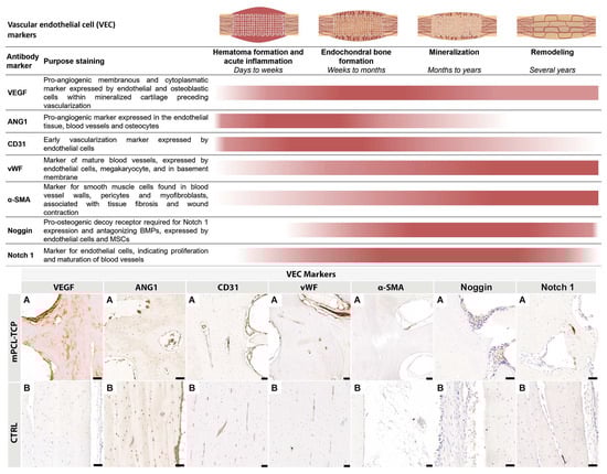 Biomedicines 11 02781 g003