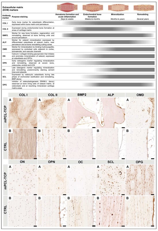 Biomedicines 11 02781 g004