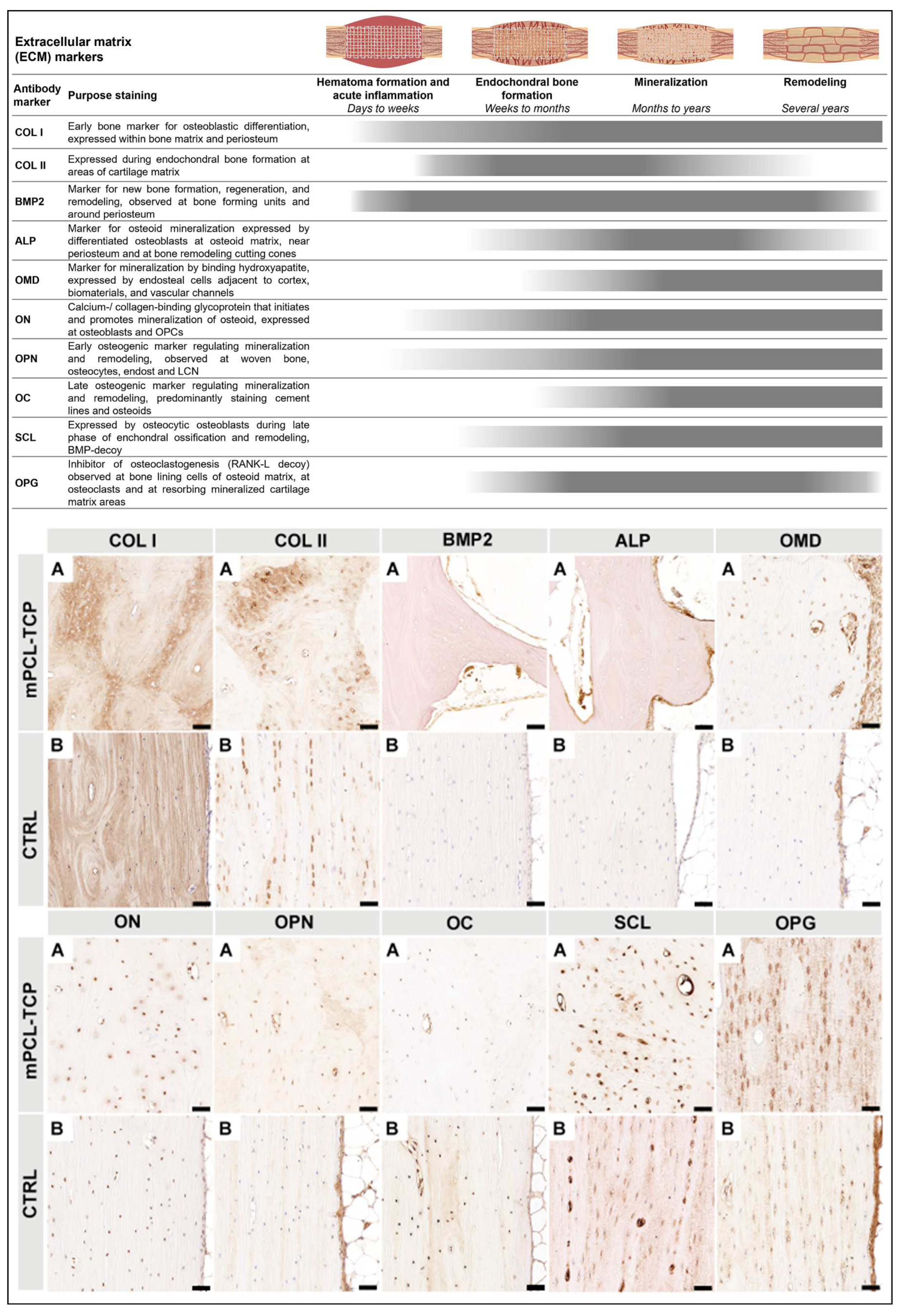 Biomedicines 11 02781 g004 Biomedicines 11 02781 g004