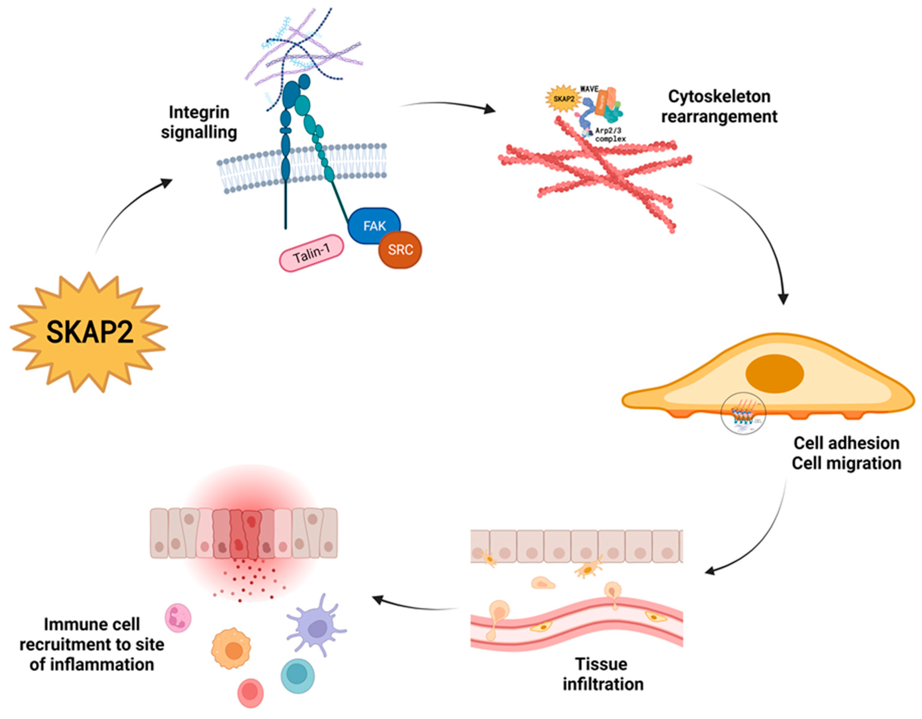 Biomedicines 11 02788 g002