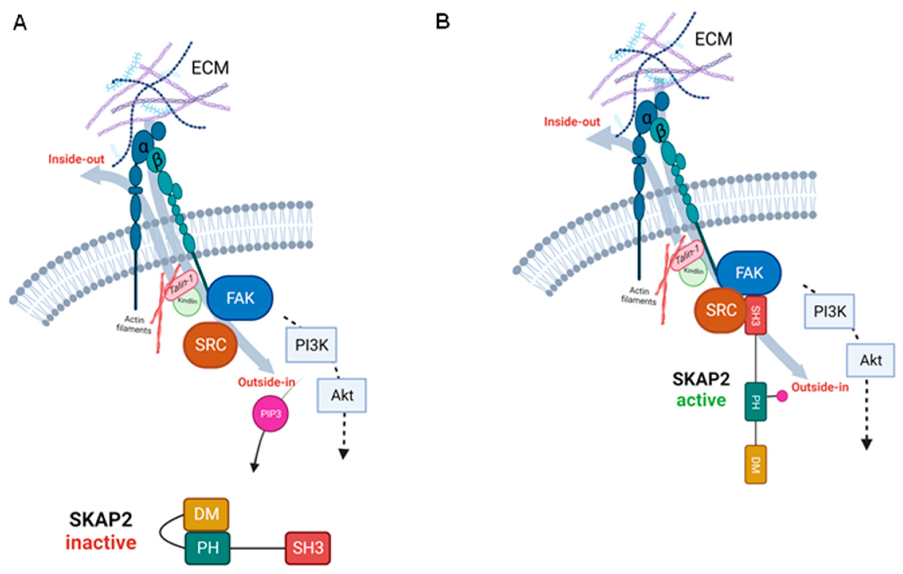 Biomedicines 11 02788 g003