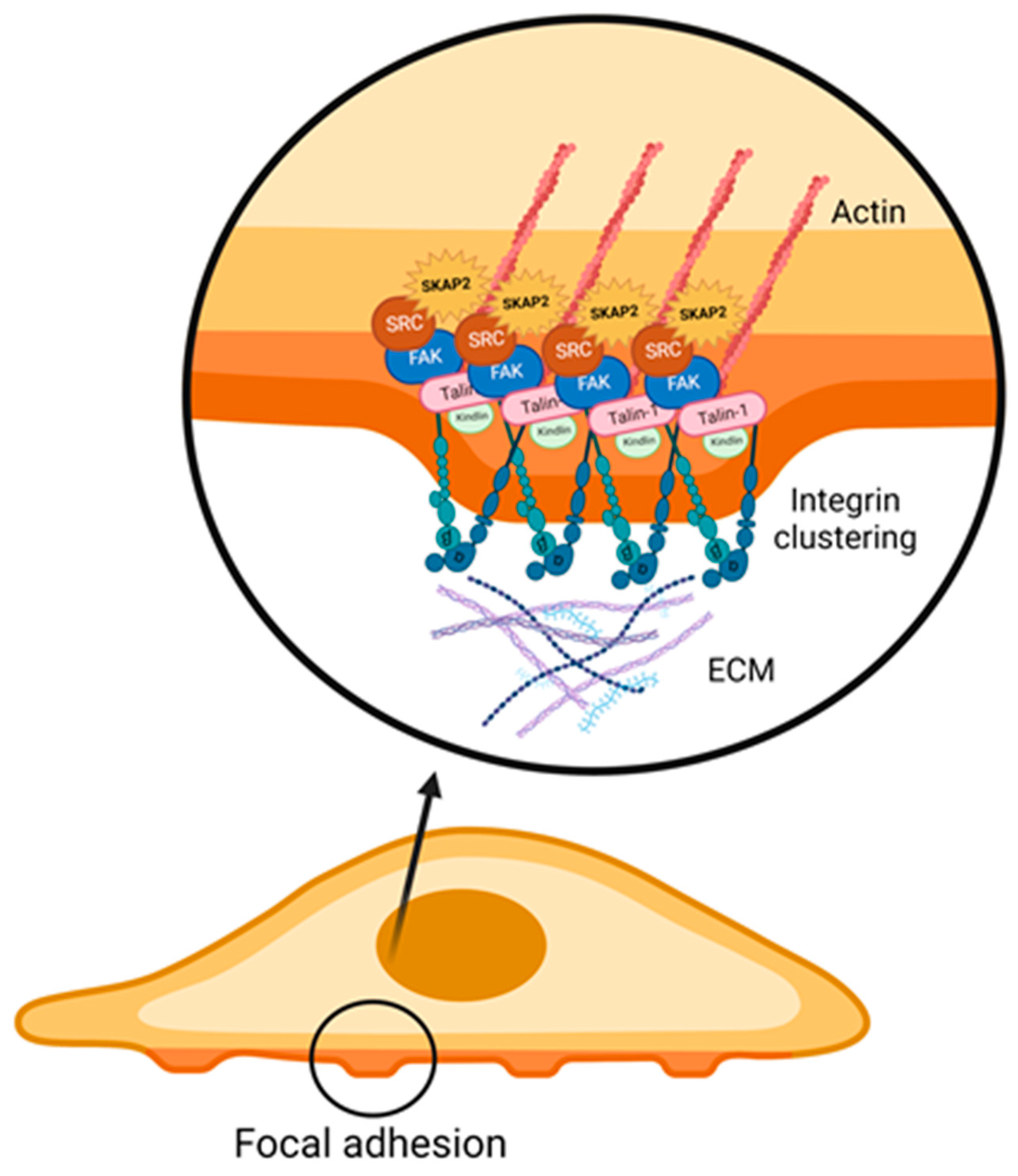 Biomedicines 11 02788 g004
