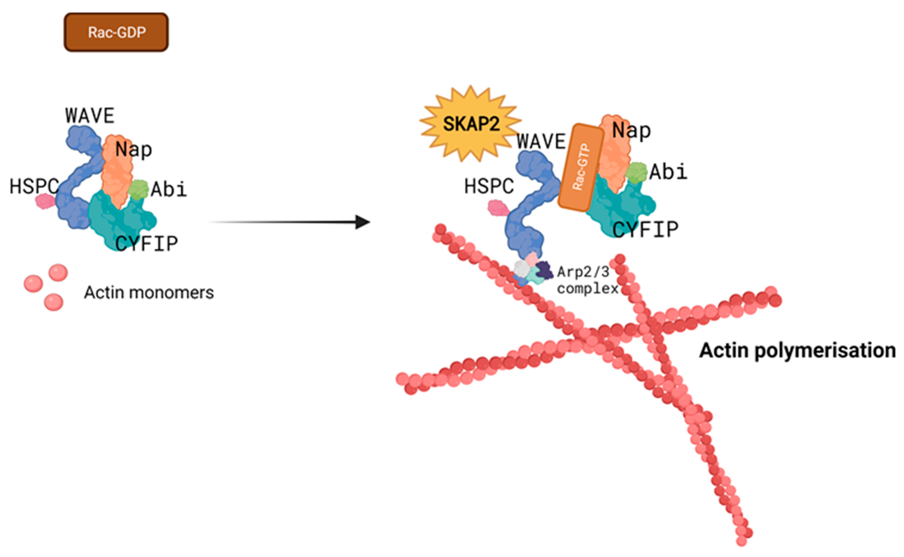 Biomedicines 11 02788 g005
