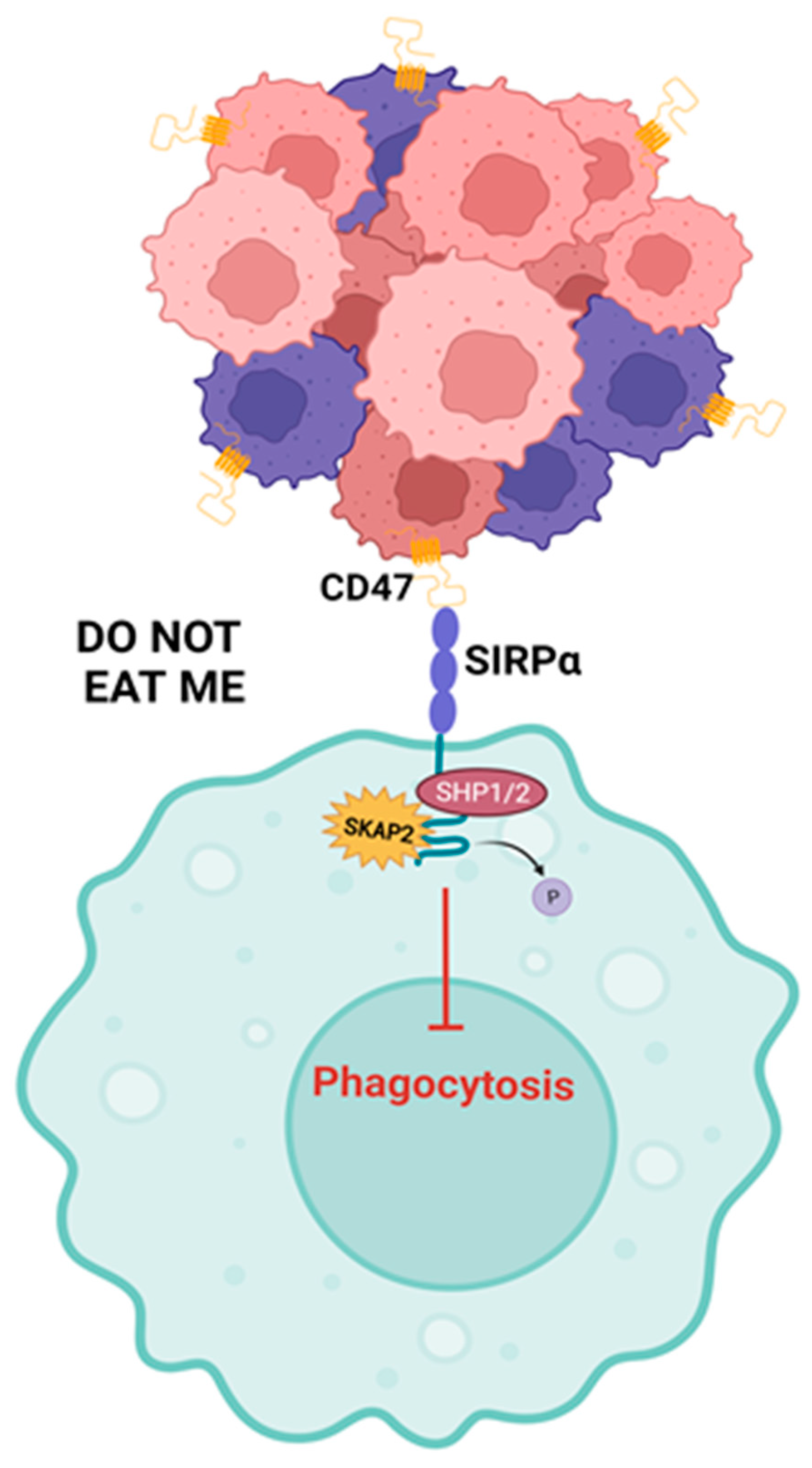 Biomedicines 11 02788 g006