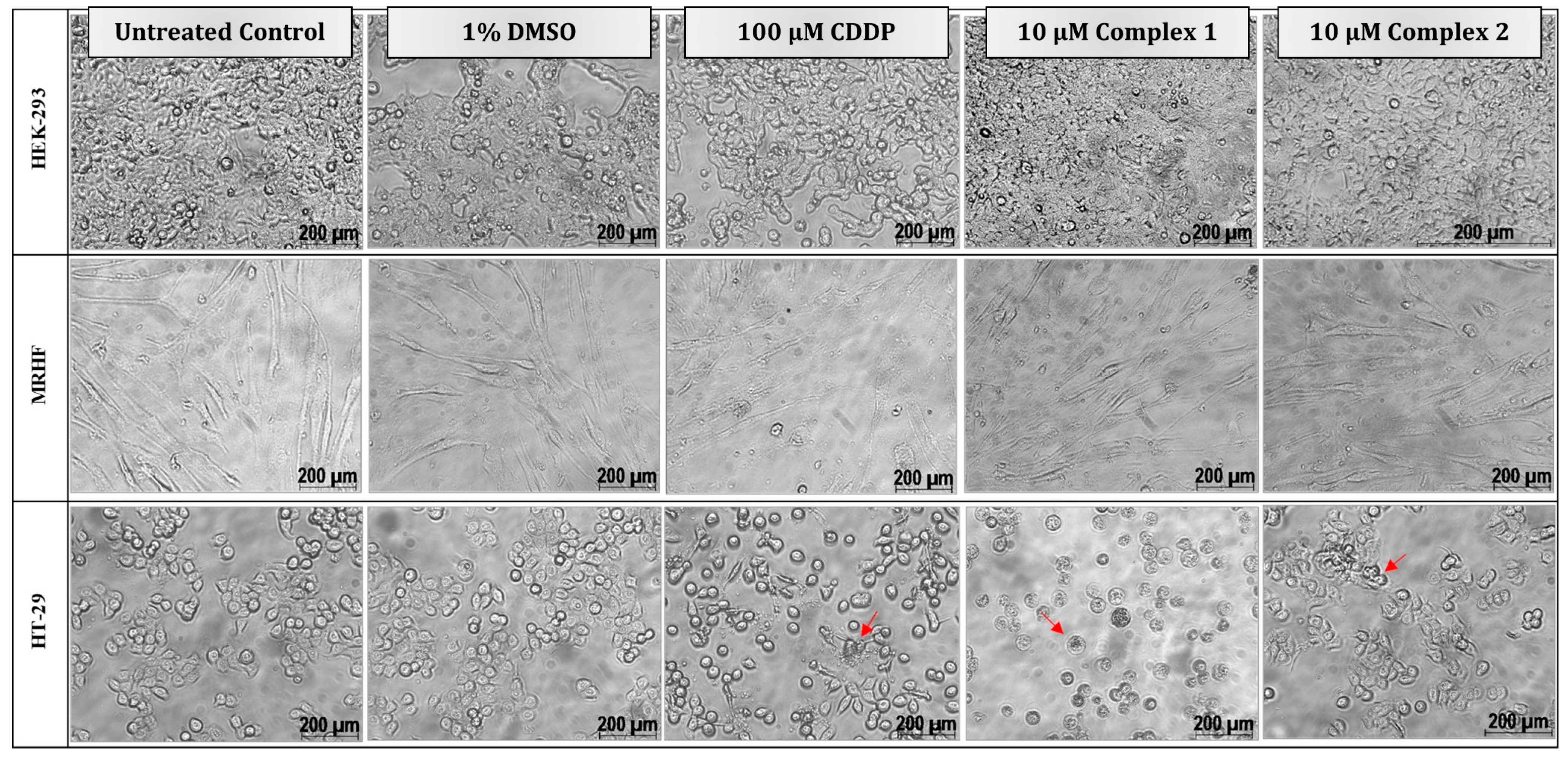 Biomedicines 11 02794 g004