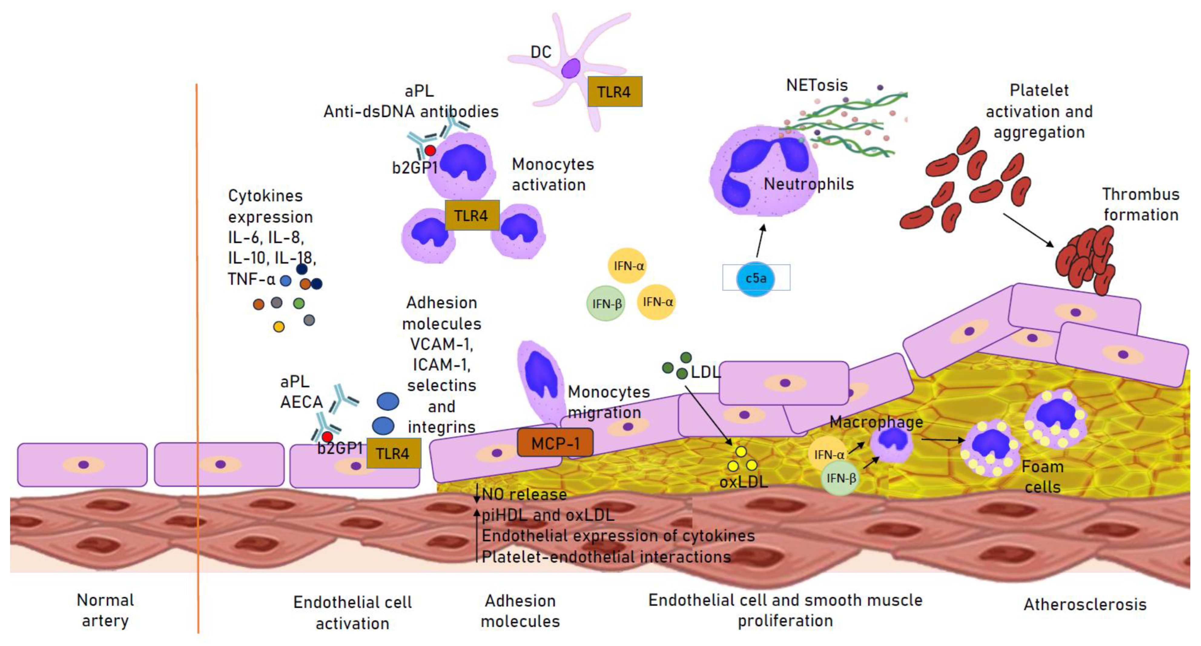 Biomedicines 11 02814 g001