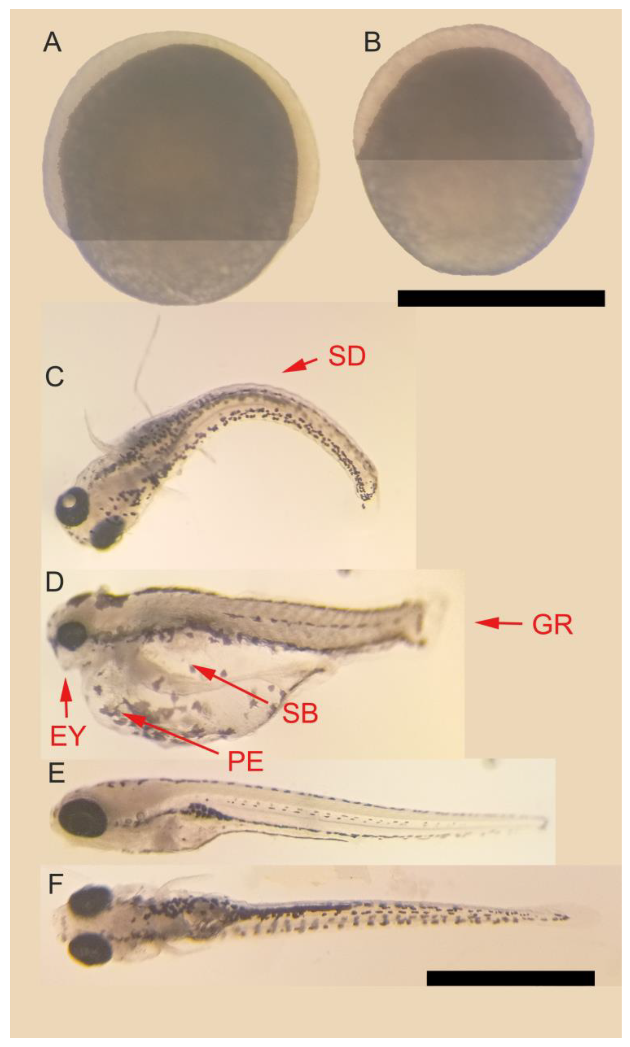 Biomedicines 11 02821 g003