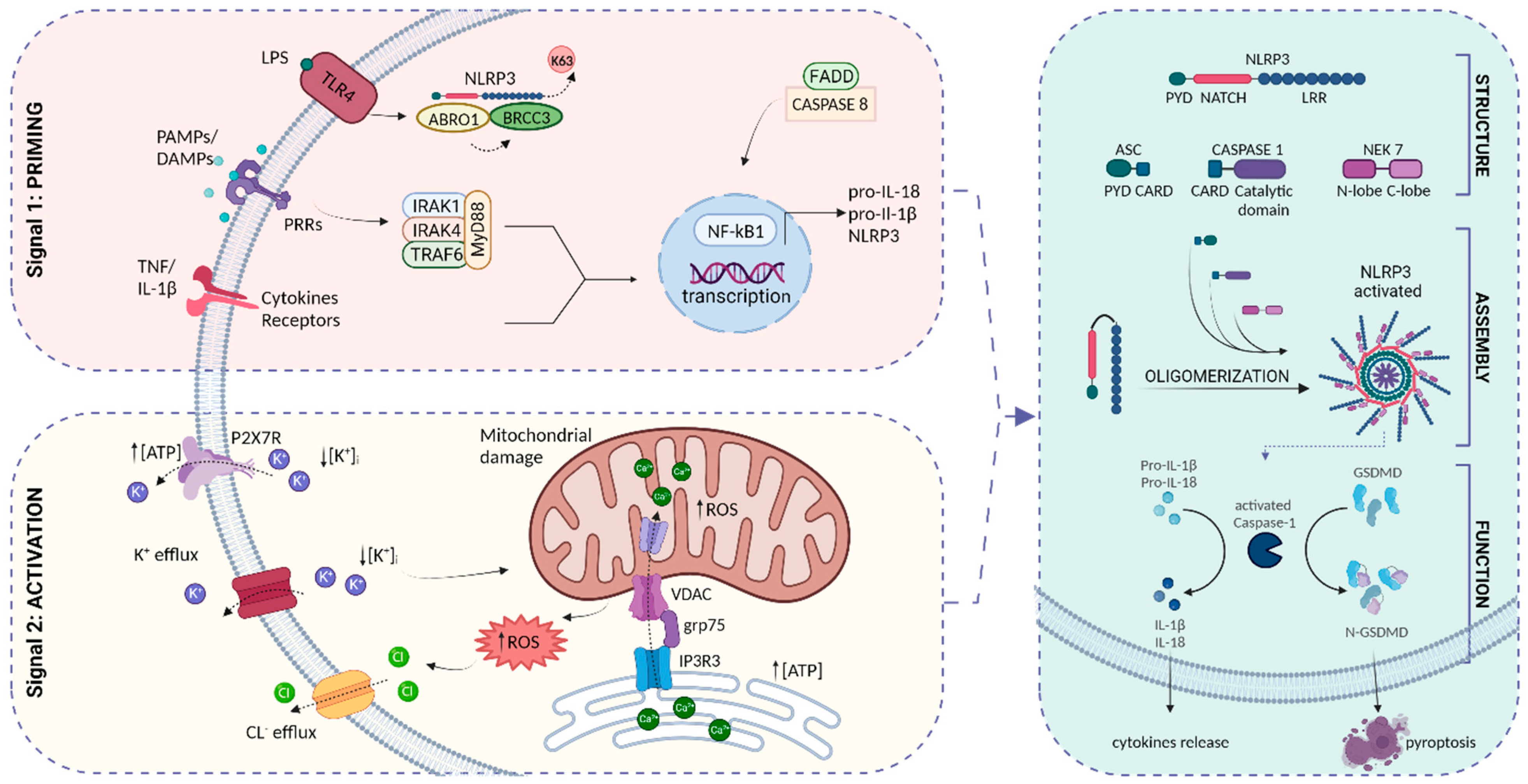 Biomedicines 11 02825 g002