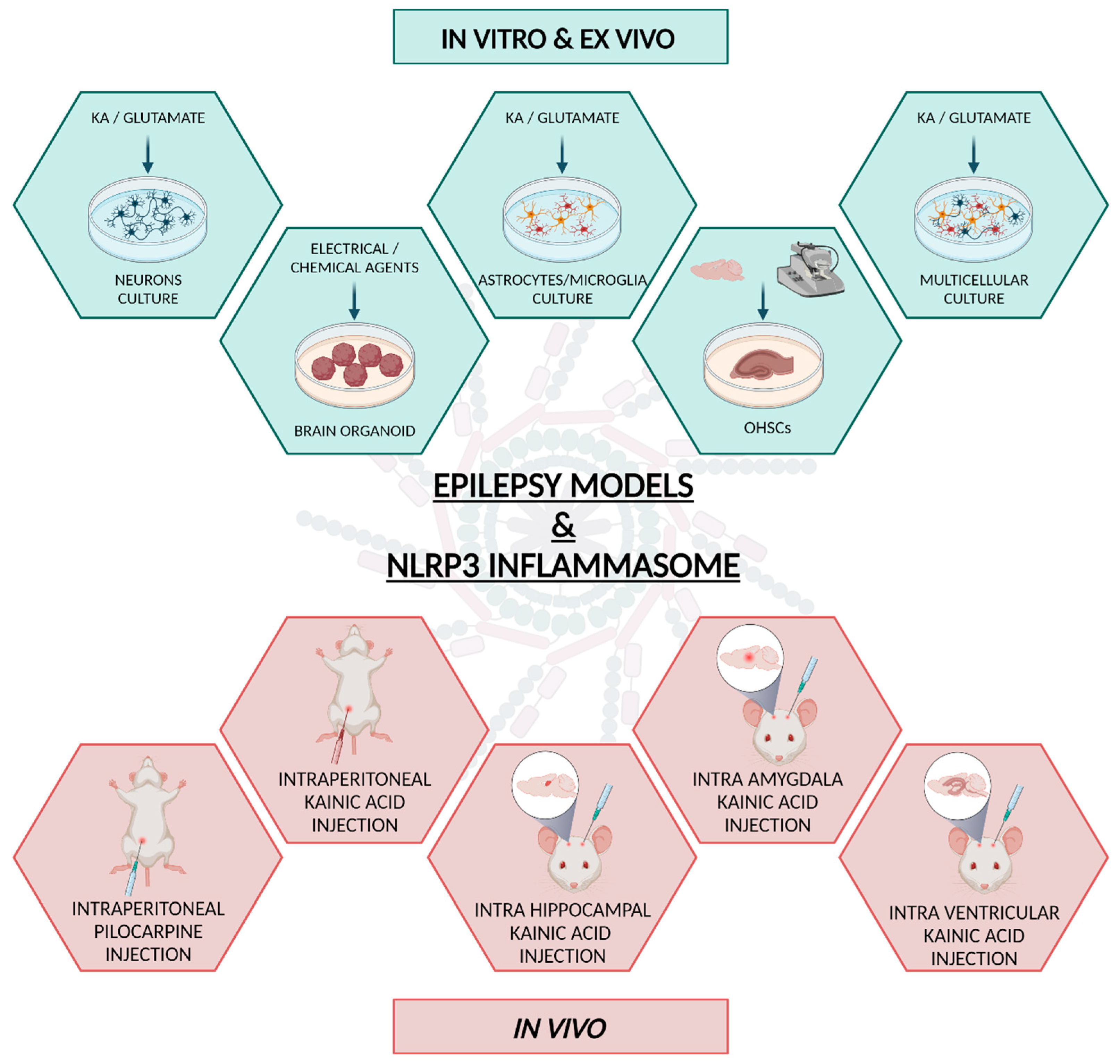 Biomedicines 11 02825 g003