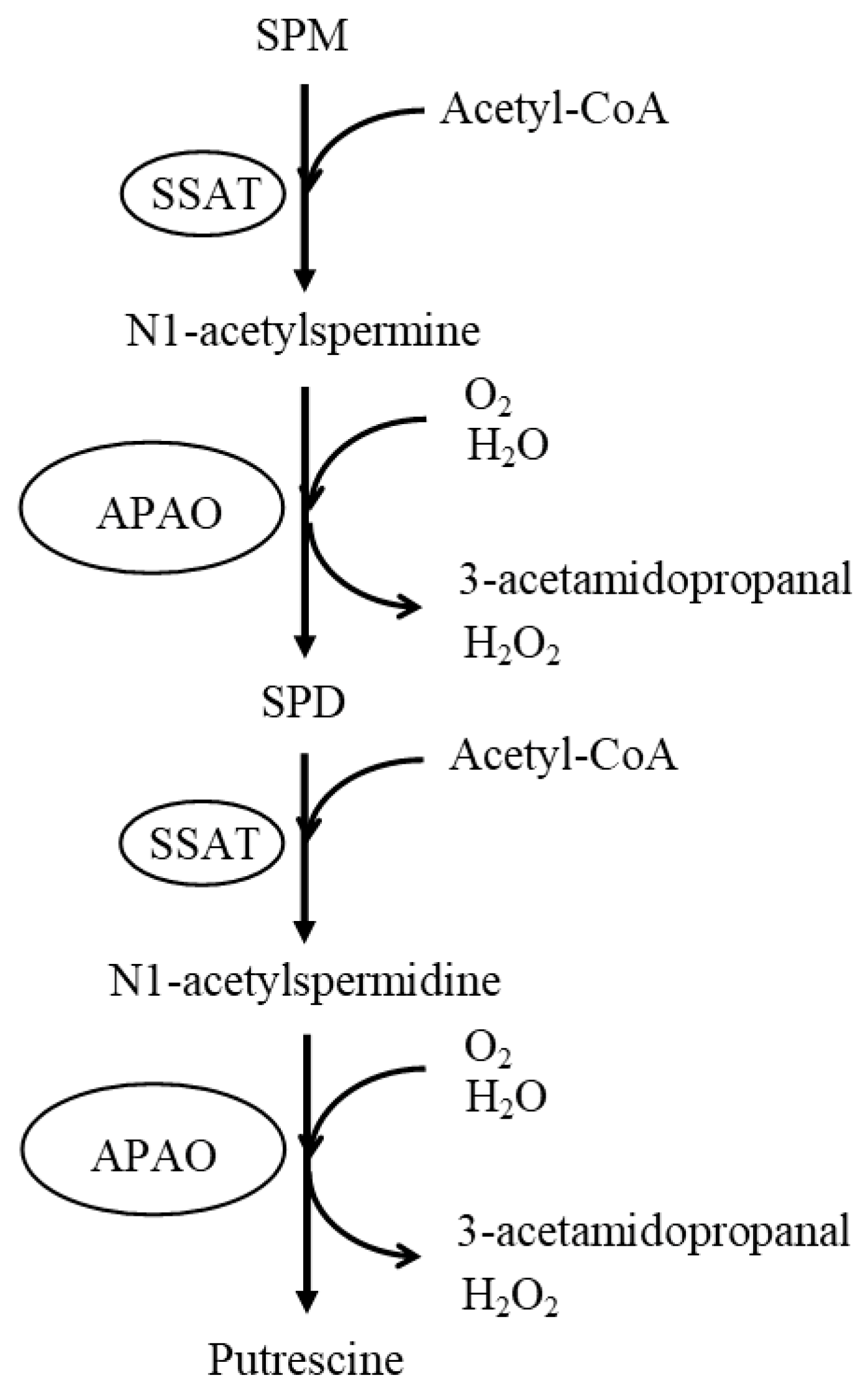 Biomedicines 11 02827 g002