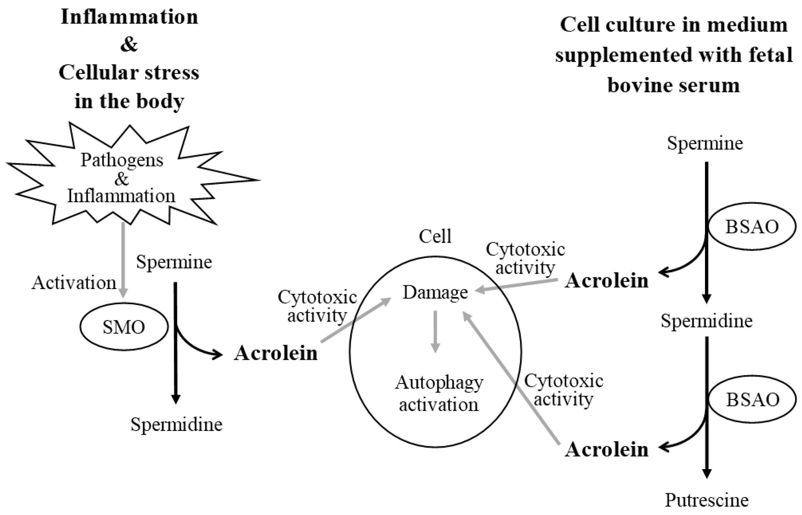 Biomedicines 11 02827 g005