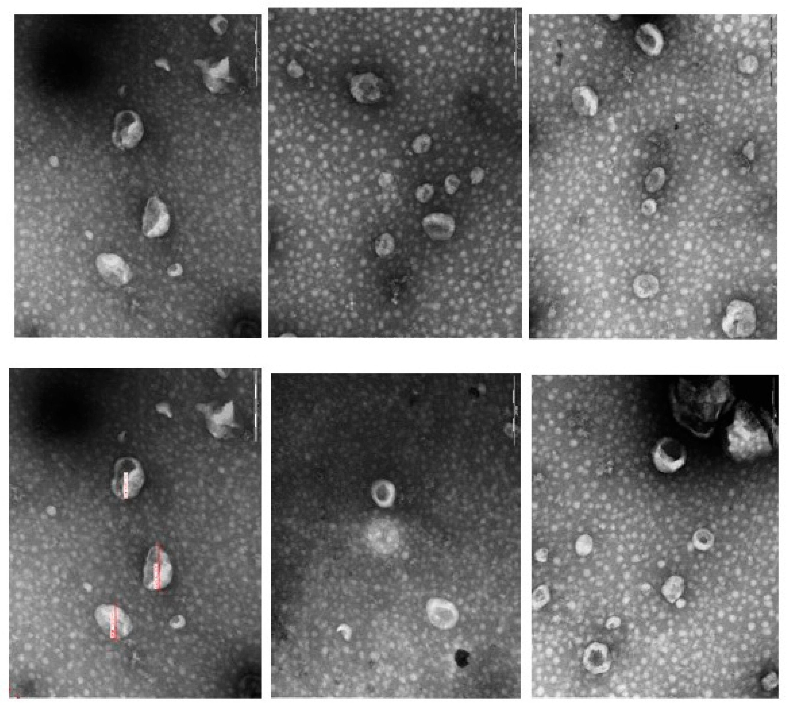 Biomedicines 11 02837 g002