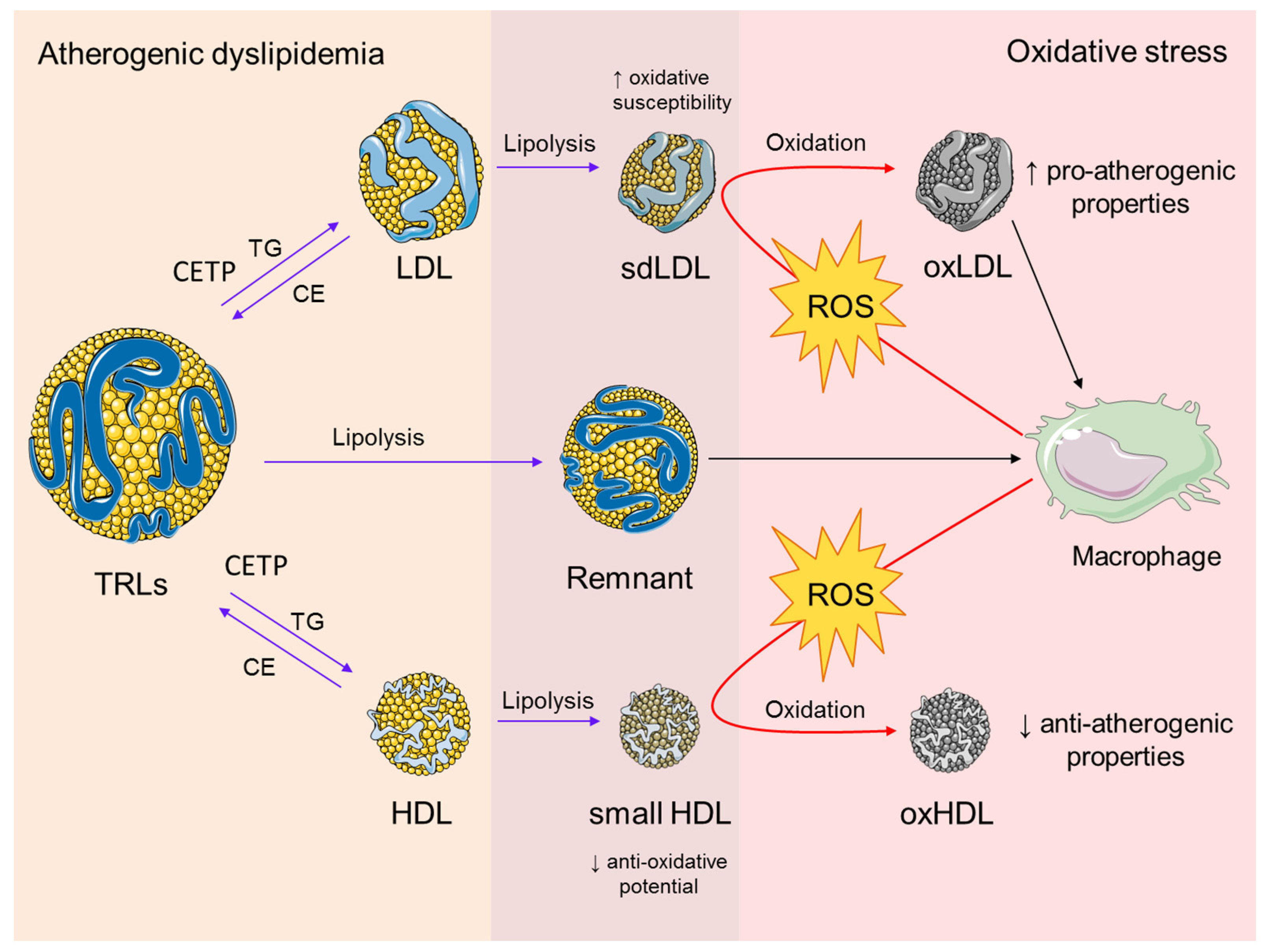 Biomedicines 11 02897 g003