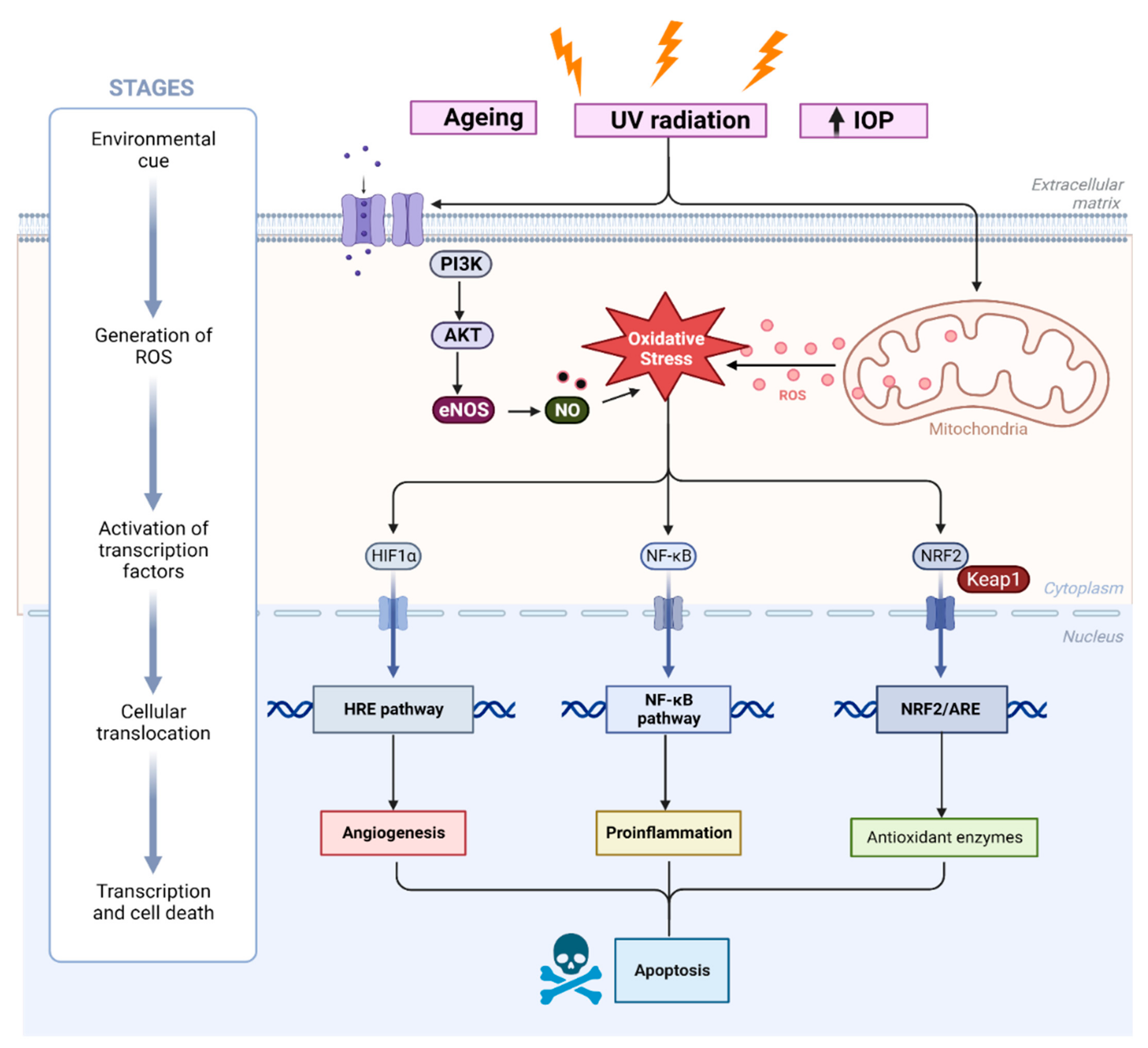 Biomedicines 11 02959 g002