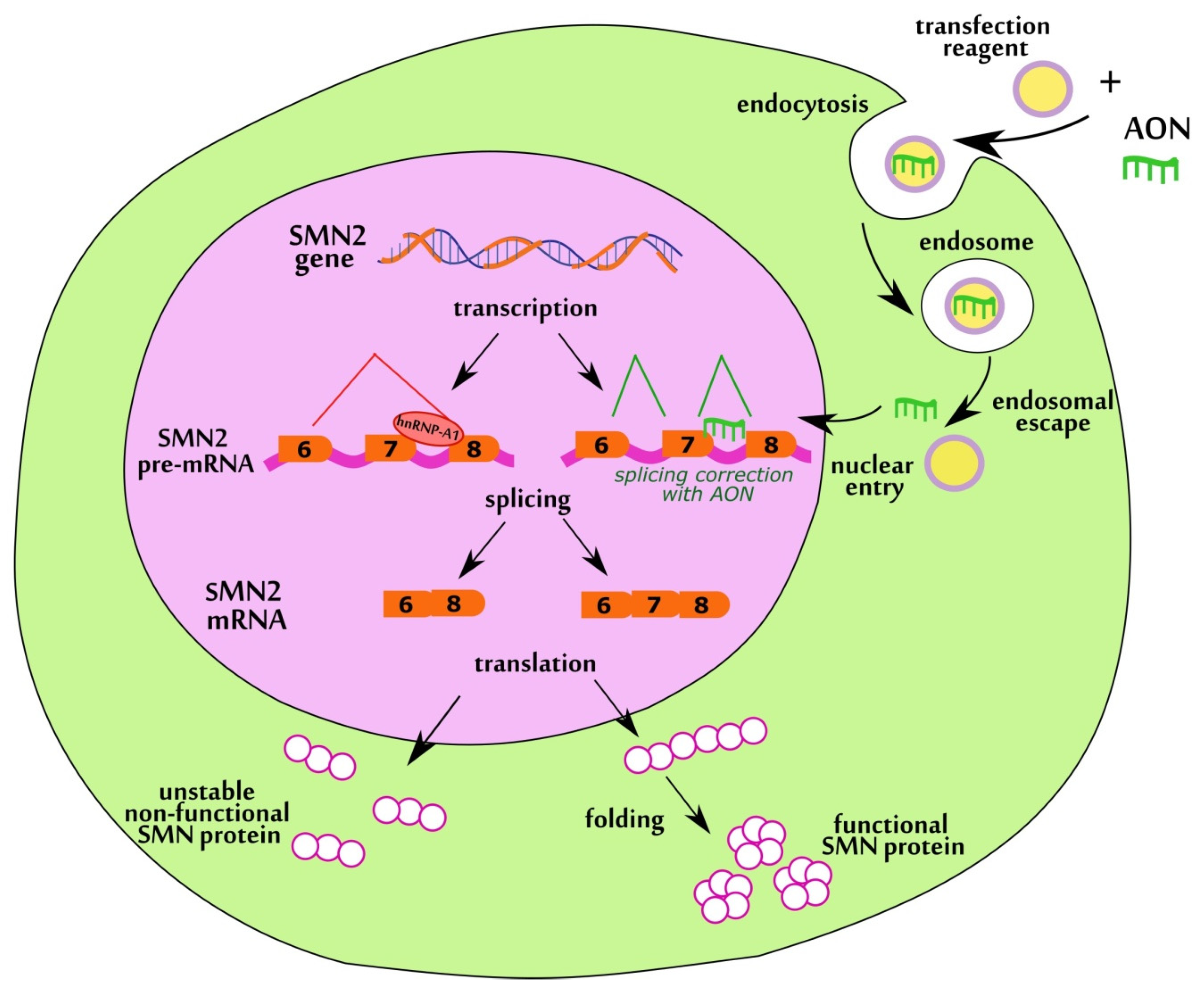 Biomedicines 11 03071 g001