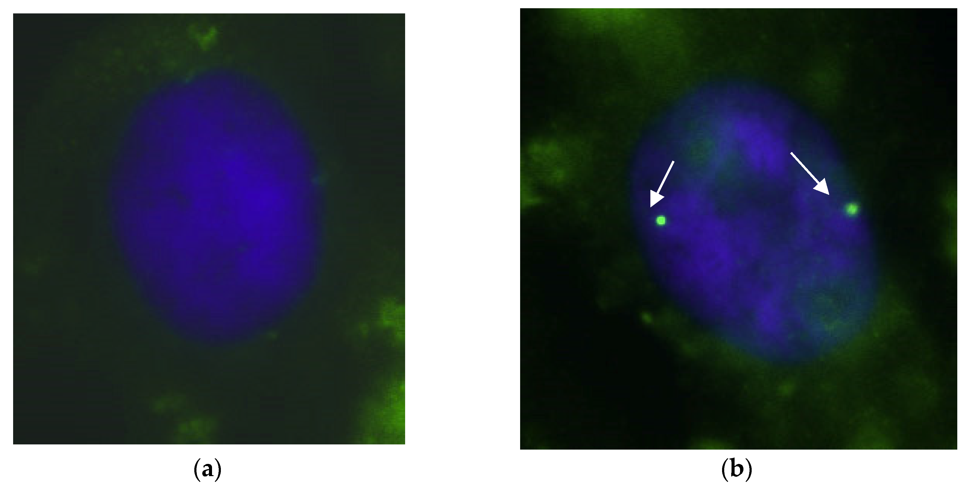 Biomedicines 11 03071 g007