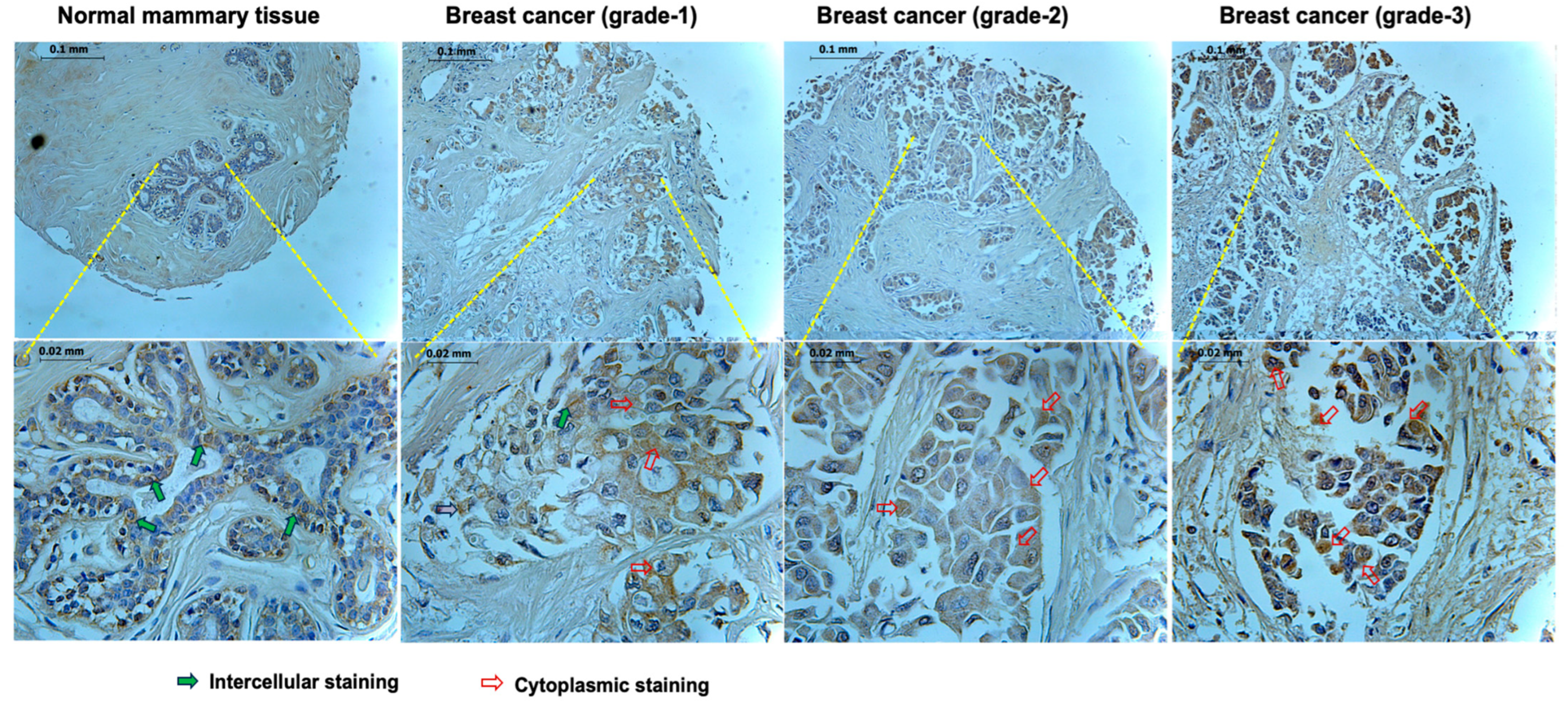 Biomedicines 11 03136 g001 Biomedicines 11 03136 g001