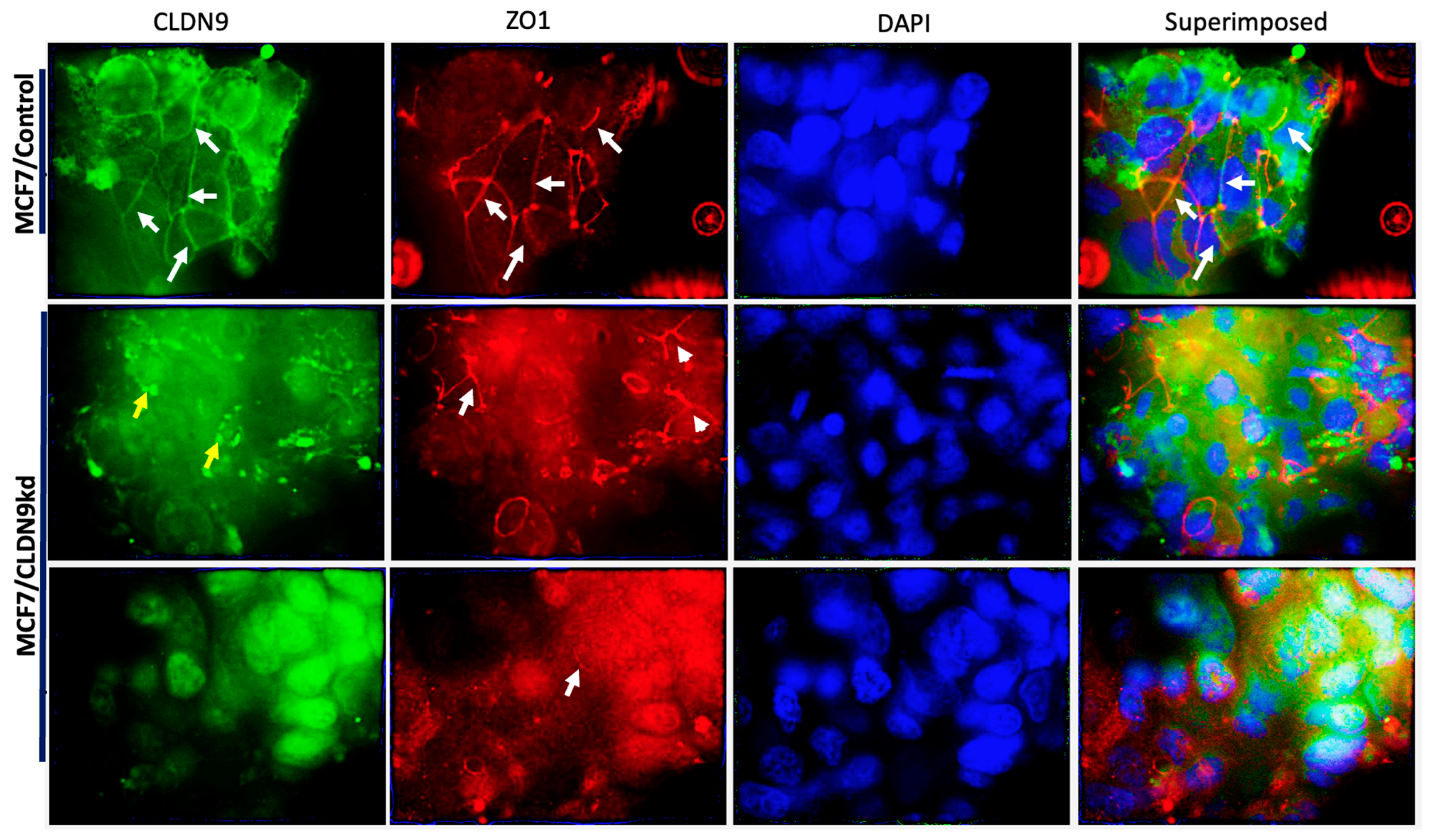 Biomedicines 11 03136 g011 Biomedicines 11 03136 g011