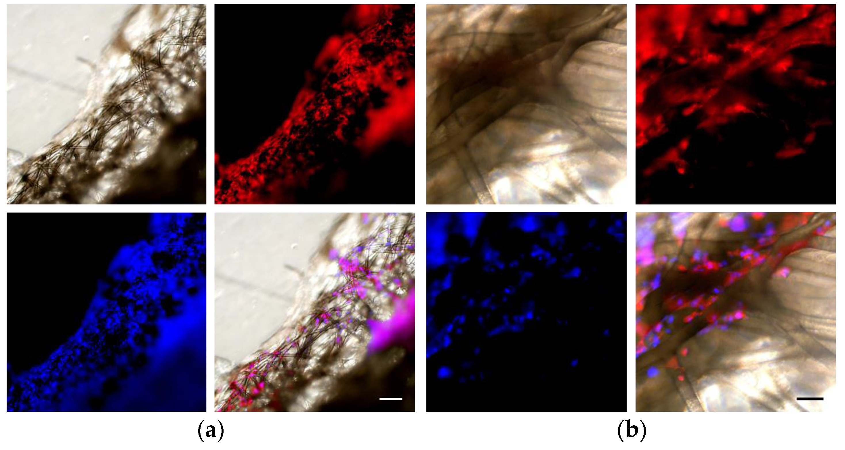 Biomedicines 11 03139 g013
