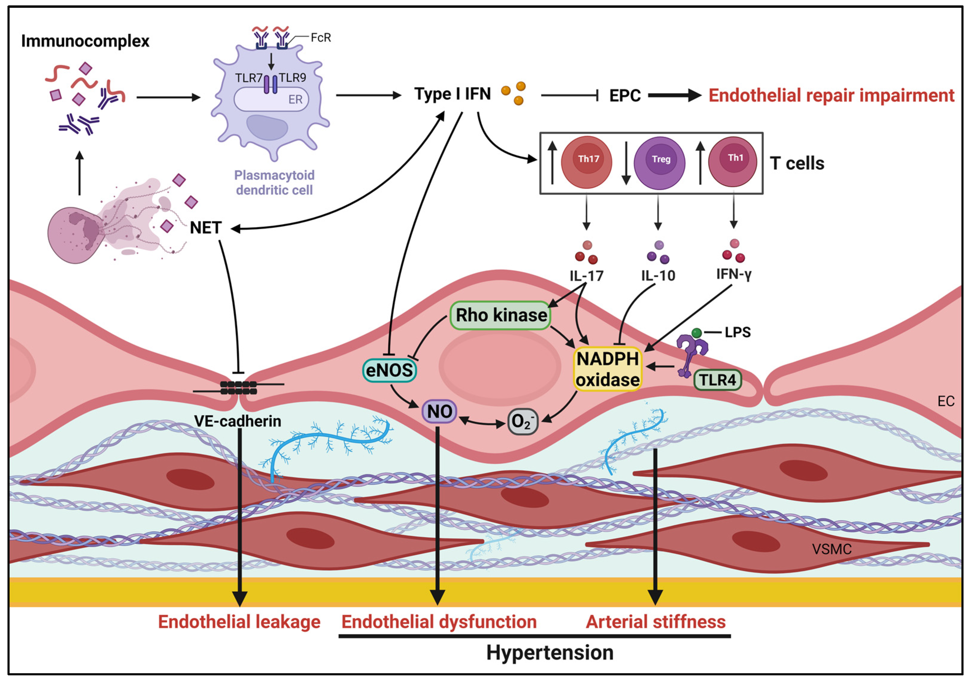 Biomedicines 11 03142 g001 Biomedicines 11 03142 g001